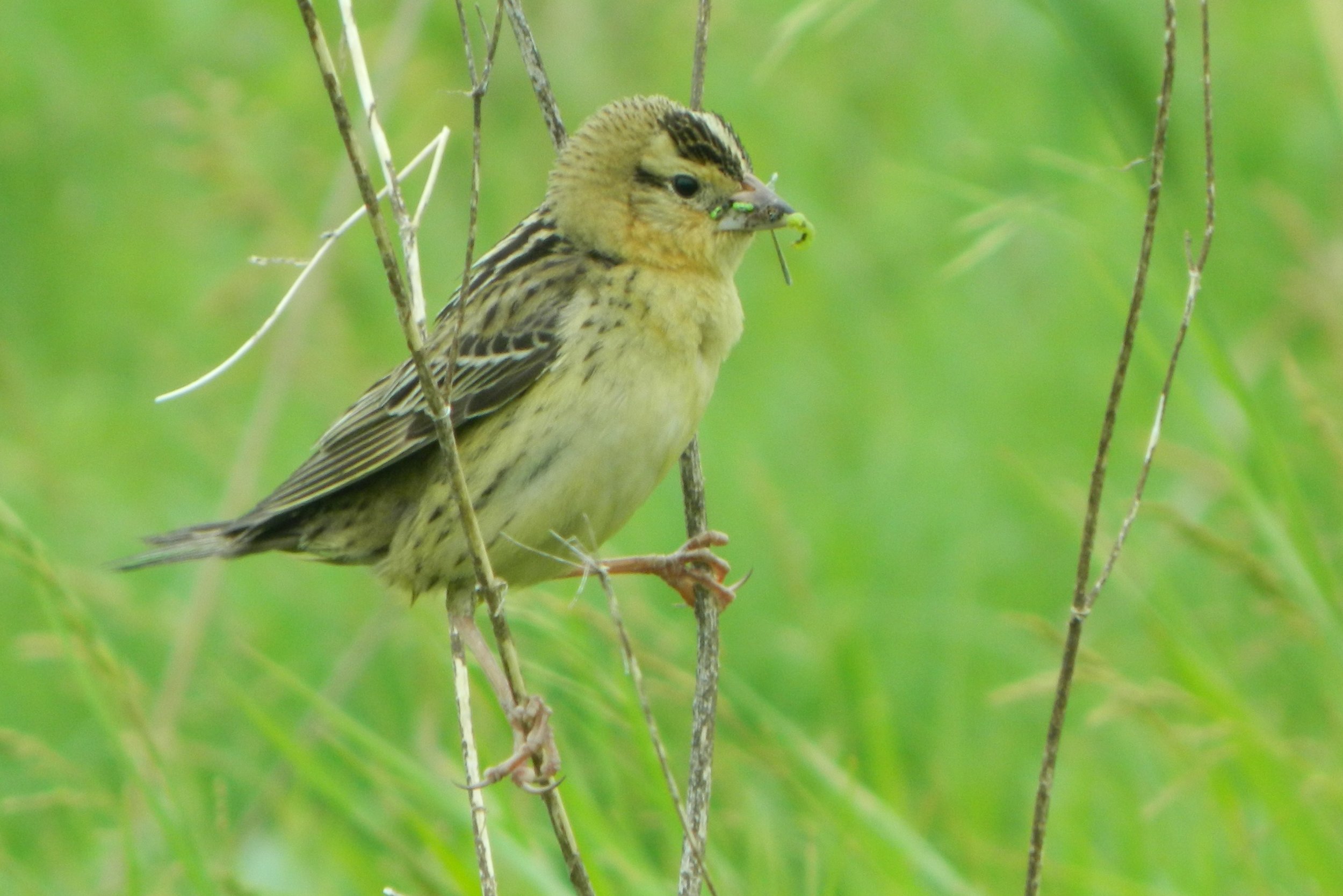 Female Bobolink with food for nestlings (WI)