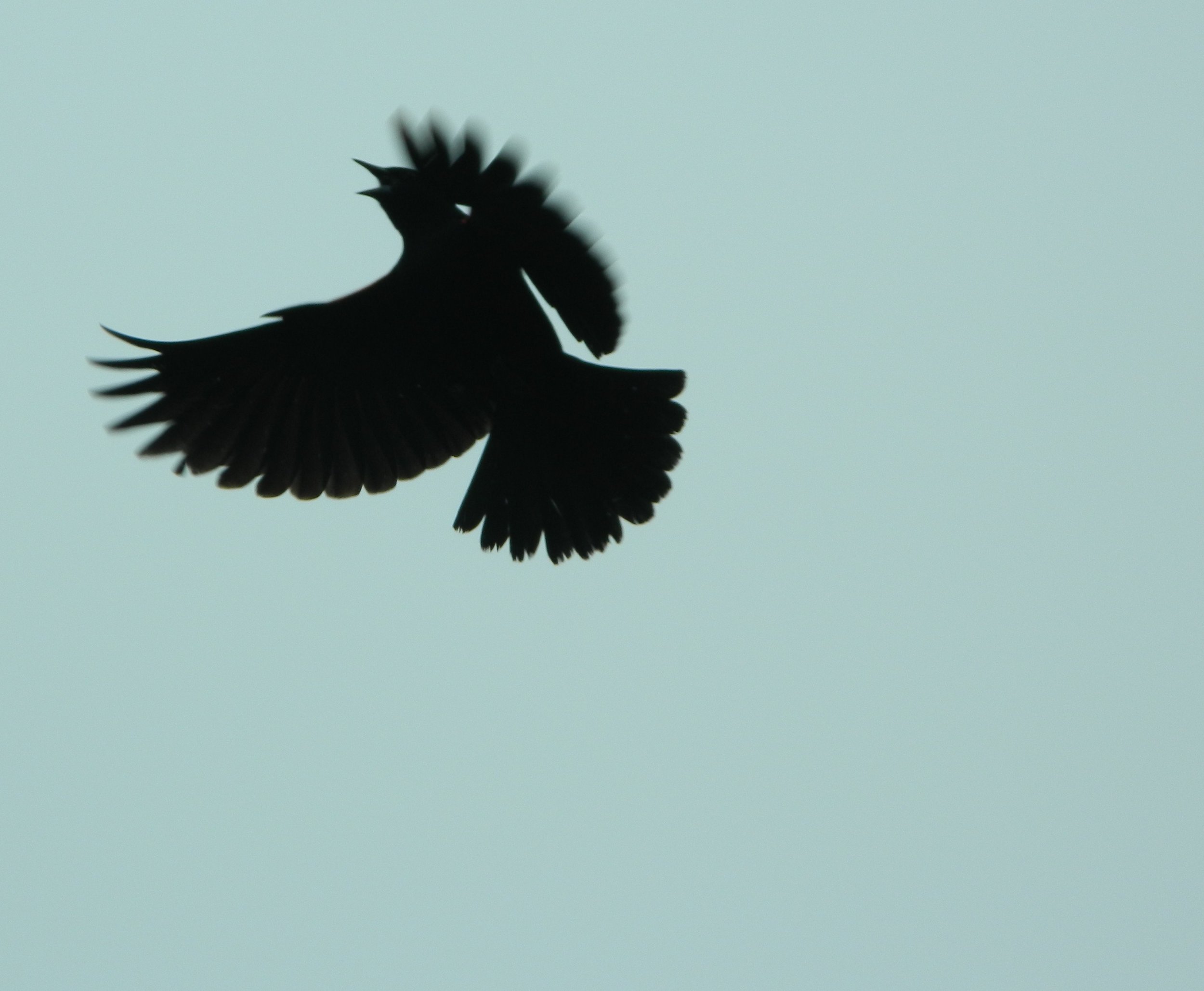 Male Red-winged Blackbird