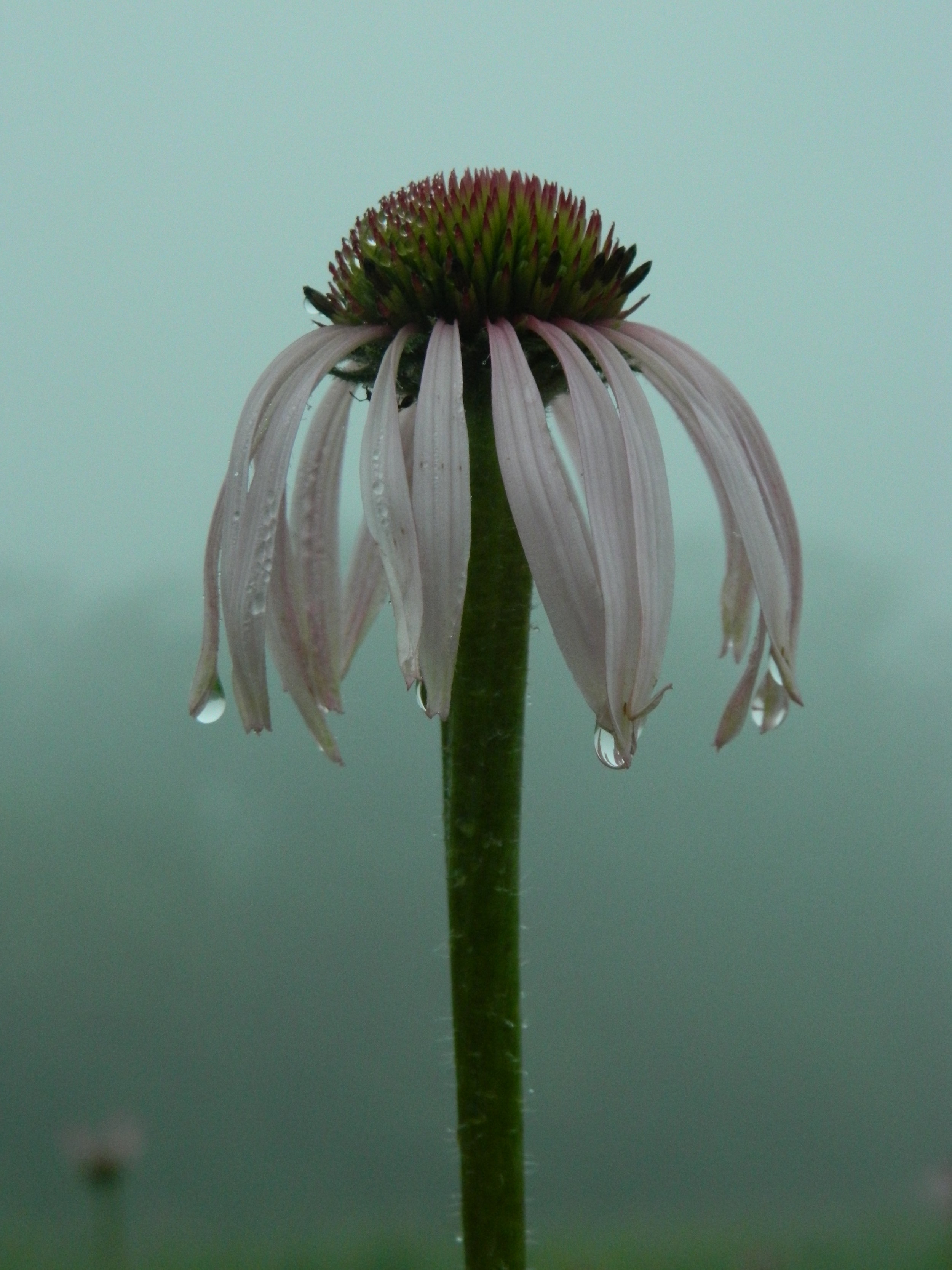 pale purple coneflower in fog (3).JPG