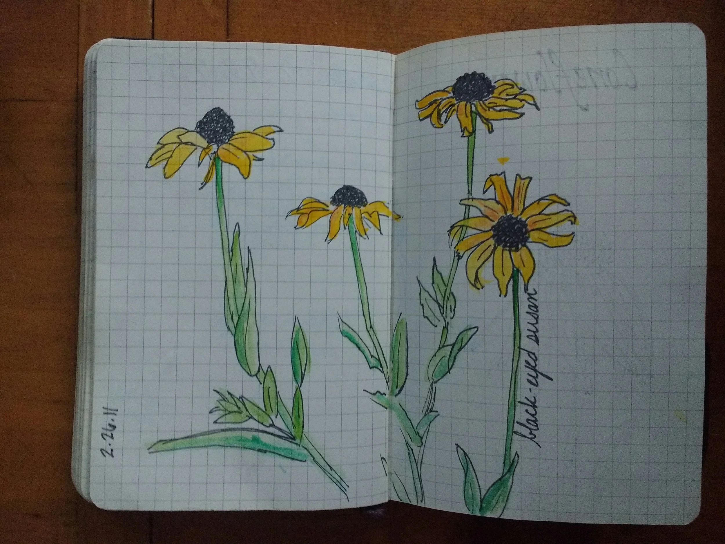 Carolyn_Byers_BlackEyedSusanSketch_DO_NOT_USE_WITHOUT_PERMISSION (49).jpg