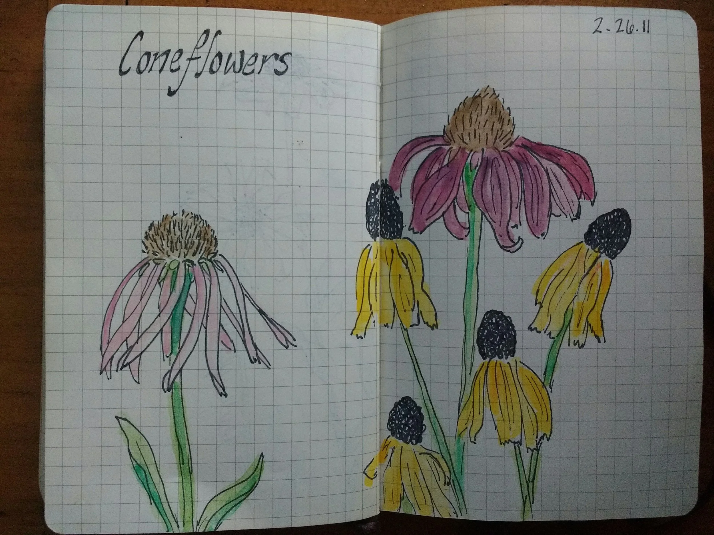 Carolyn_Byers_ConeflowerSketch_DO_NOT_USE_WITHOUT_PERMISSION (48).jpg