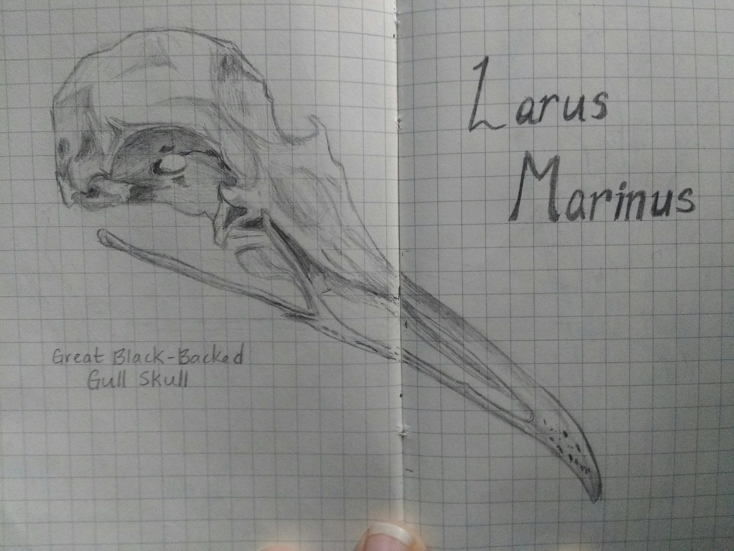 Carolyn_Byers_GullSkullSketch_DO_NOT_USE_WITHOUT_PERMISSION (60).jpg