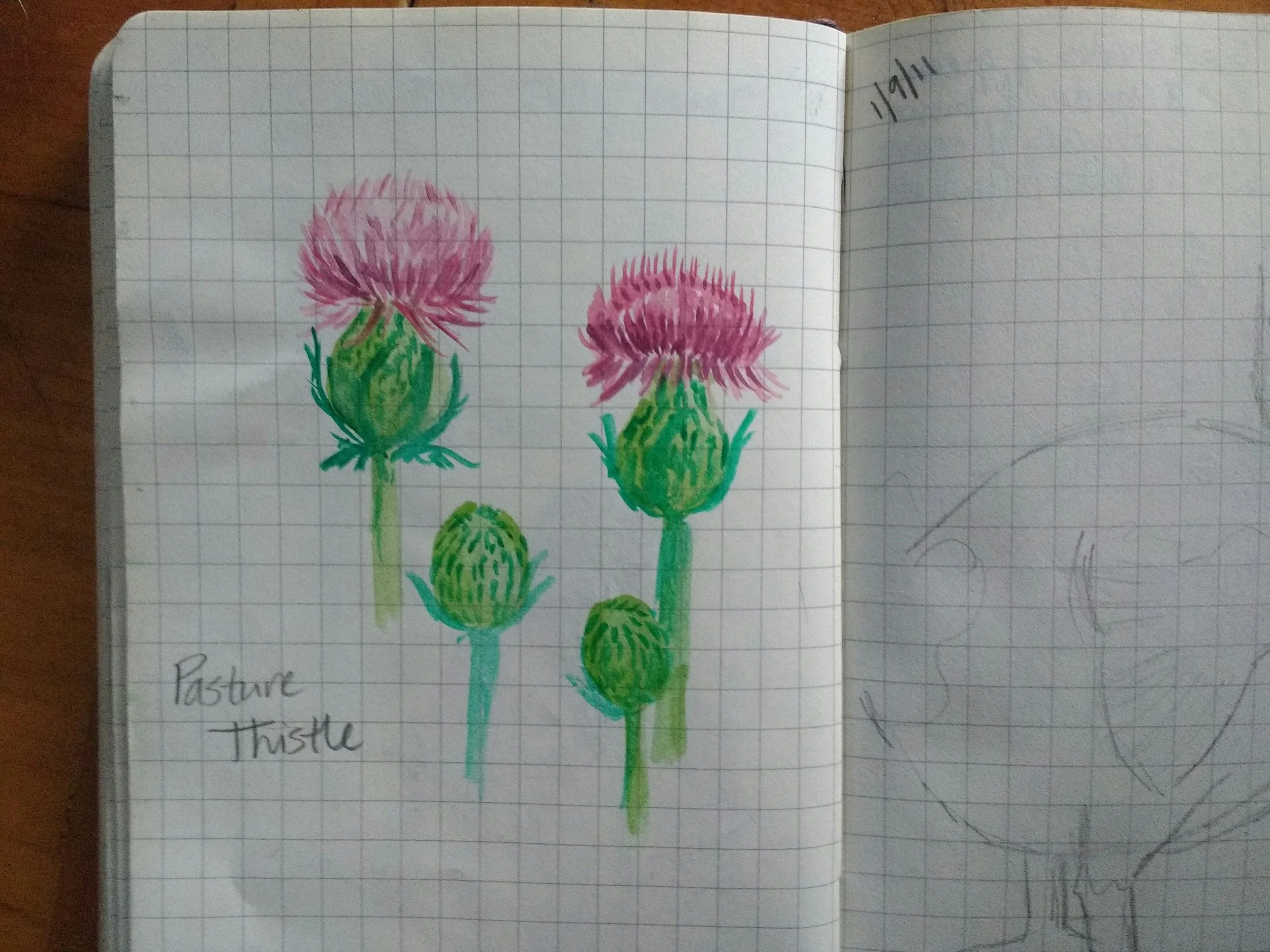 Carolyn_Byers_ThistleWatercolorSketch_DO_NOT_USE_WITHOUT_PERMISSION (51).jpg