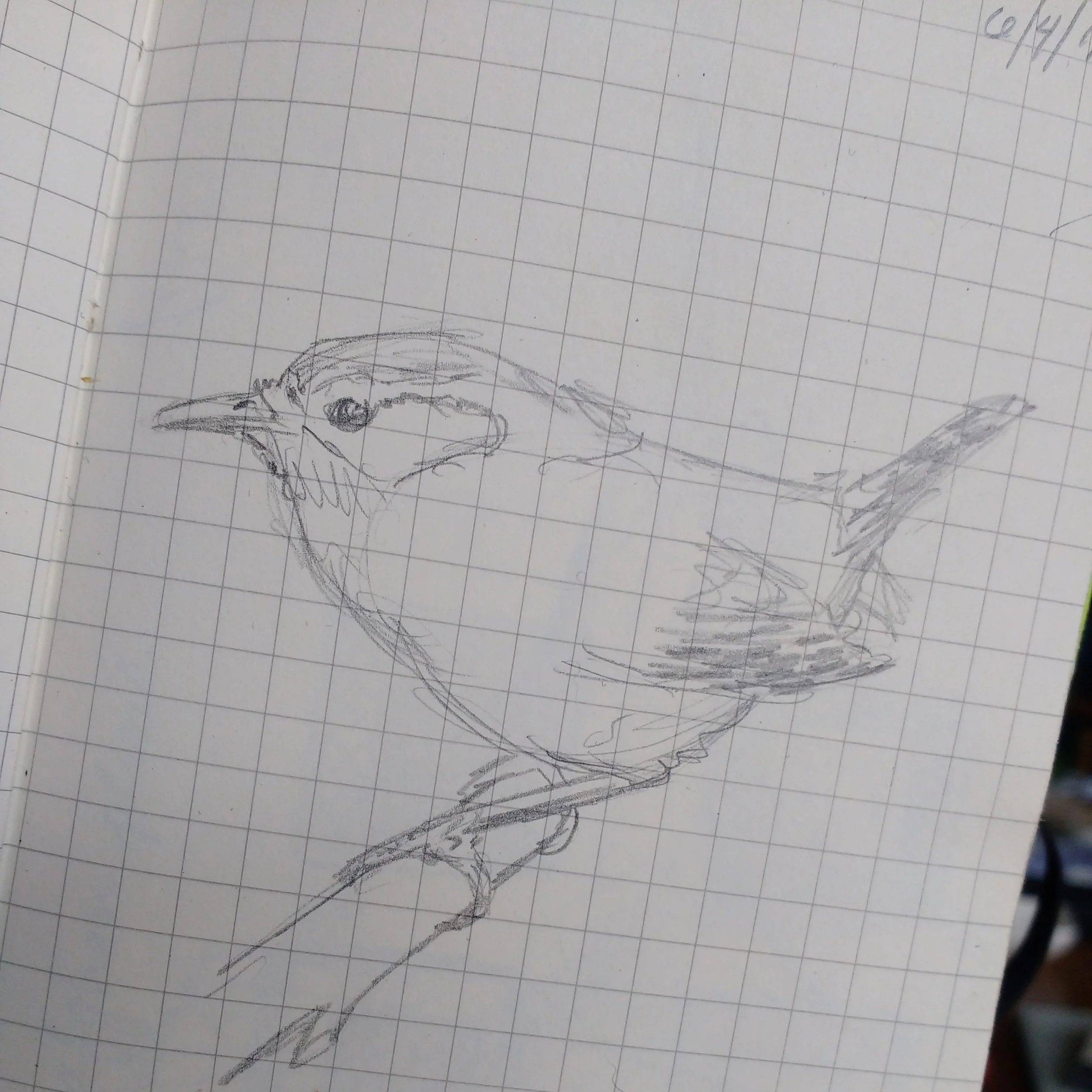 Carolyn_Byers_wrensketch_do_not_use_without_permission.jpg