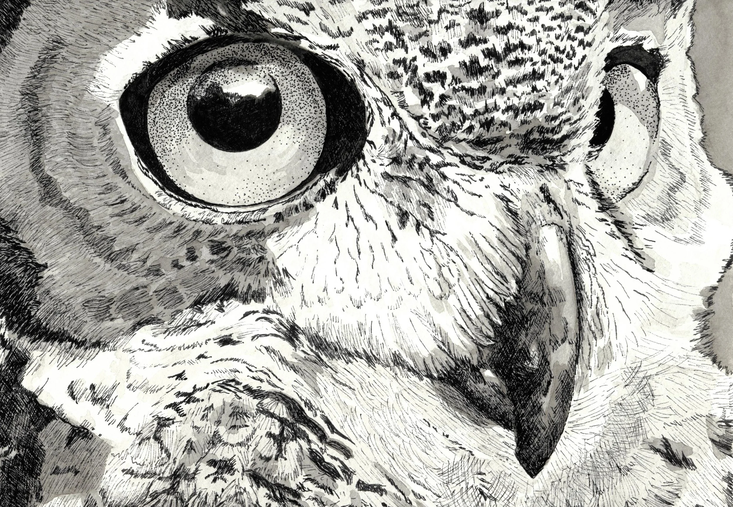 Carolyn_Byers_DO_NOT_USE_WITHOUT_PERMISSION_greathornedowl_ink.jpg