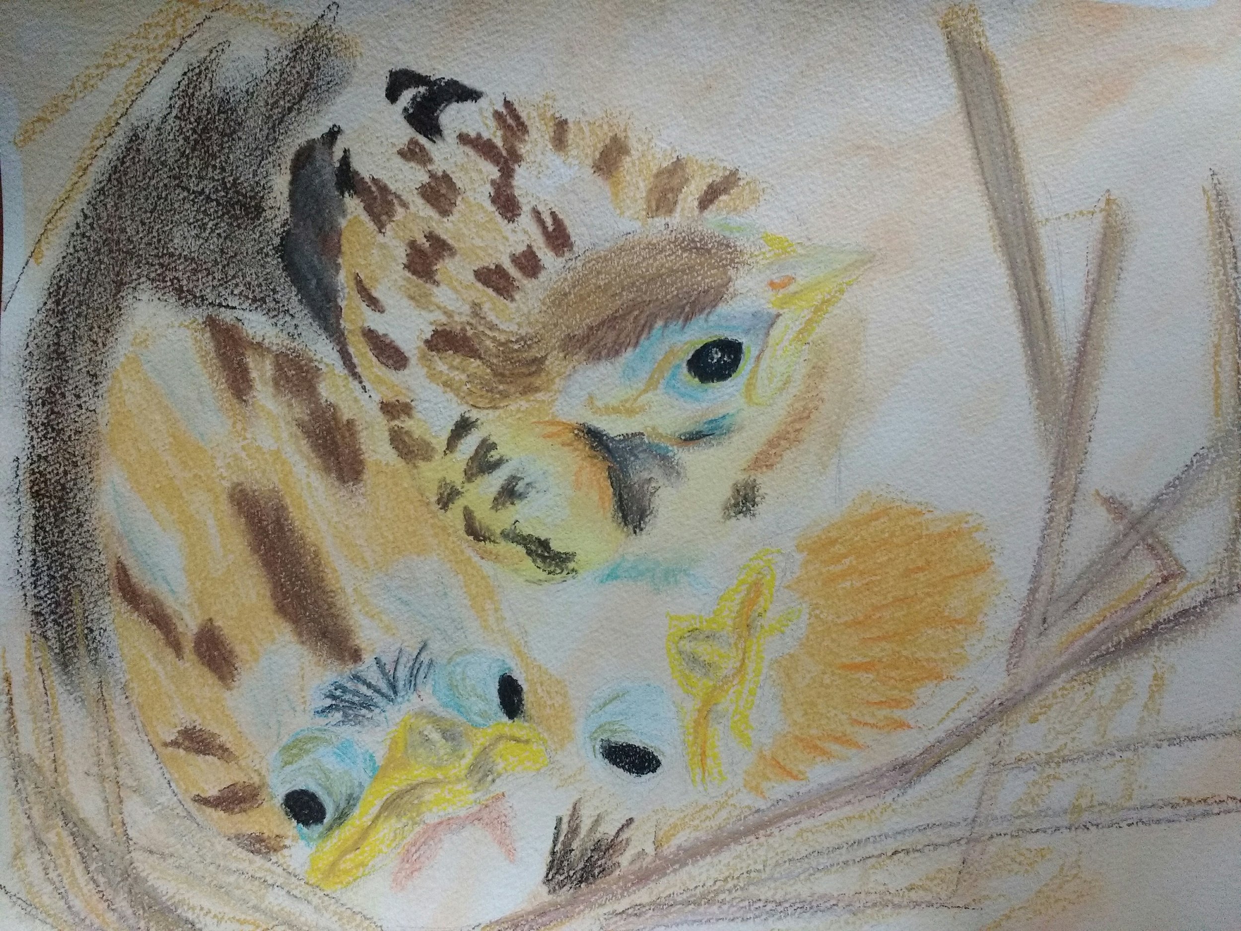 CarolynByers_Dickcisselnestlings_workinprogress_DONOTUSEWITHOUTPERMISSION.jpg