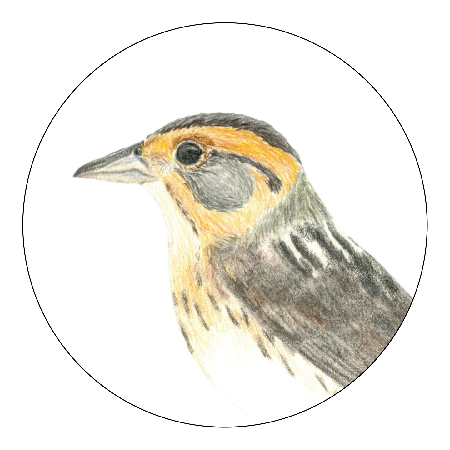 CarolynByers_Nelsoni_DO_NOT_USE_WITHOUT__PERMISSION.png