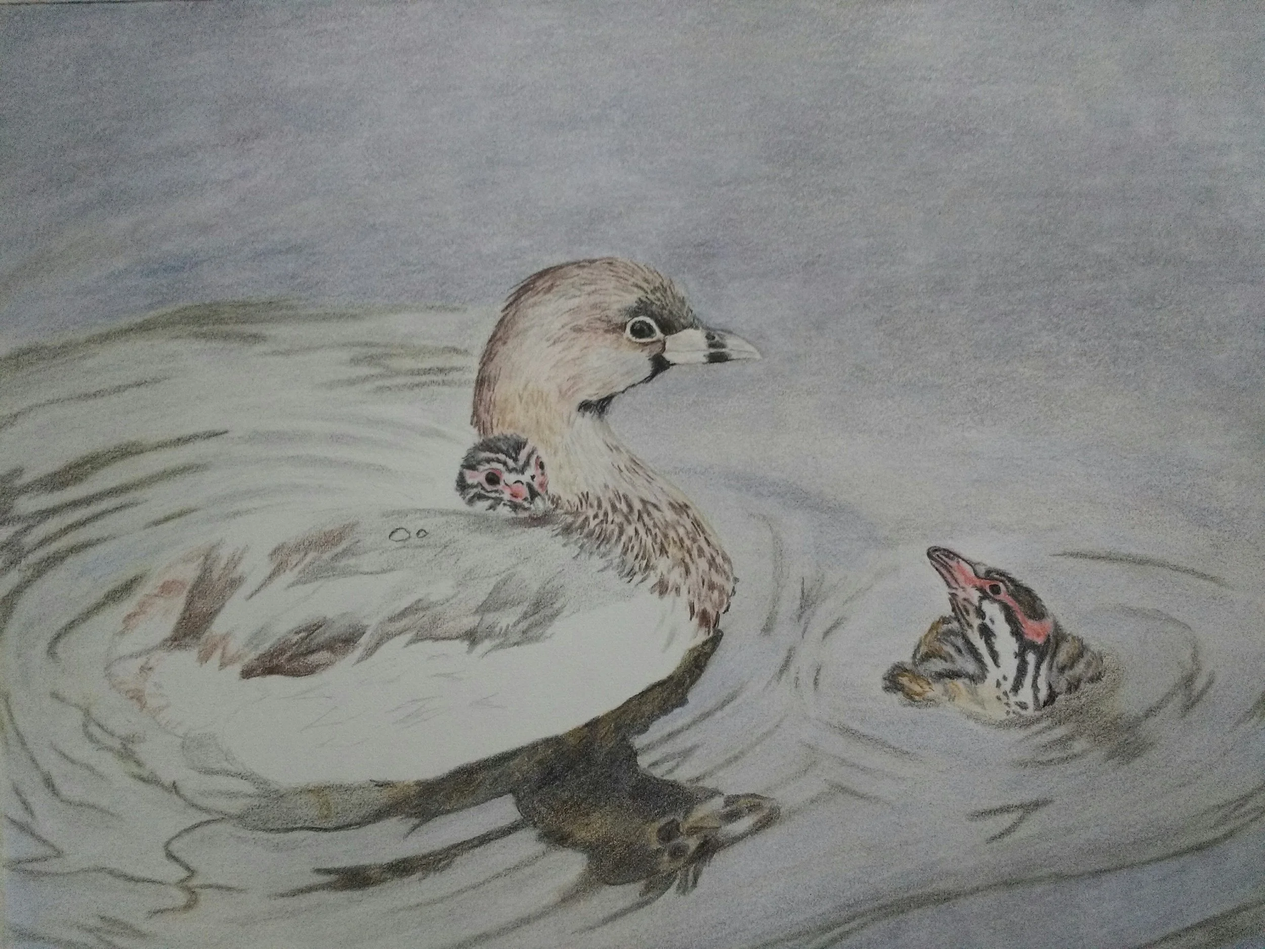 CarolynByers_PiedBilledGrebe_workinprogress_DONOTUSEWITHOUTPERMISSION.jpg