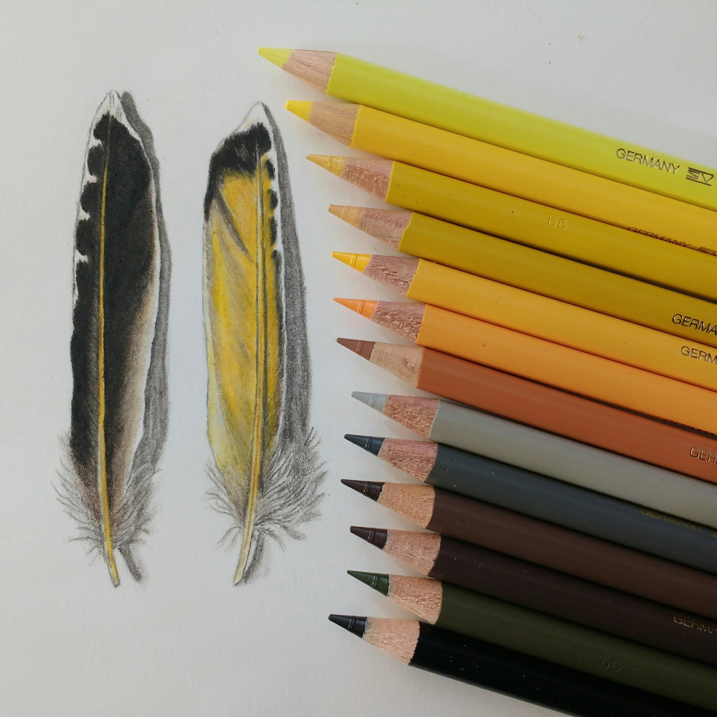 DO NOT USE WITHOUT PERMISSION_CarolynByers_FlickerfeatherWIP.jpg