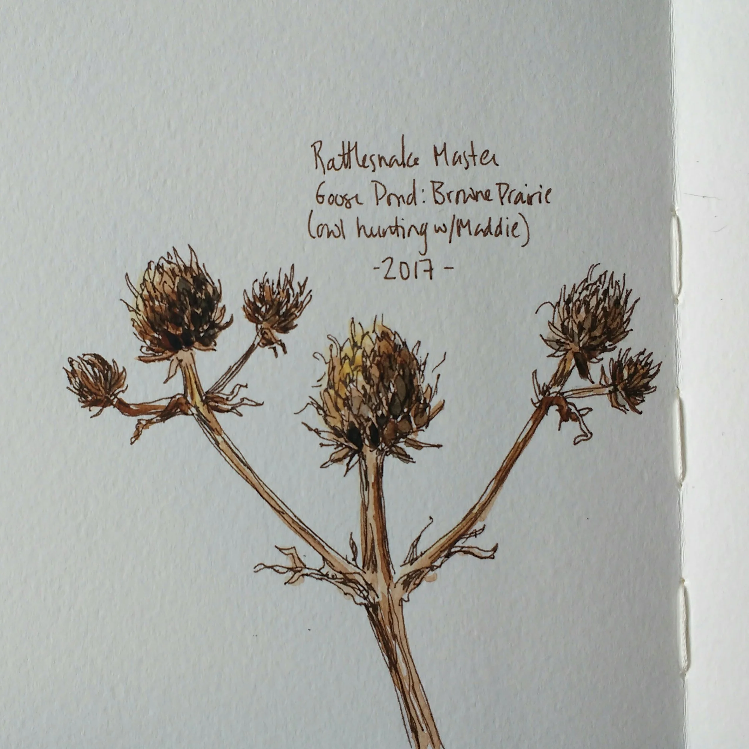 DO NOT USE WITHOUT PERMISSION_CarolynByers_rattlesnakemaster.jpg