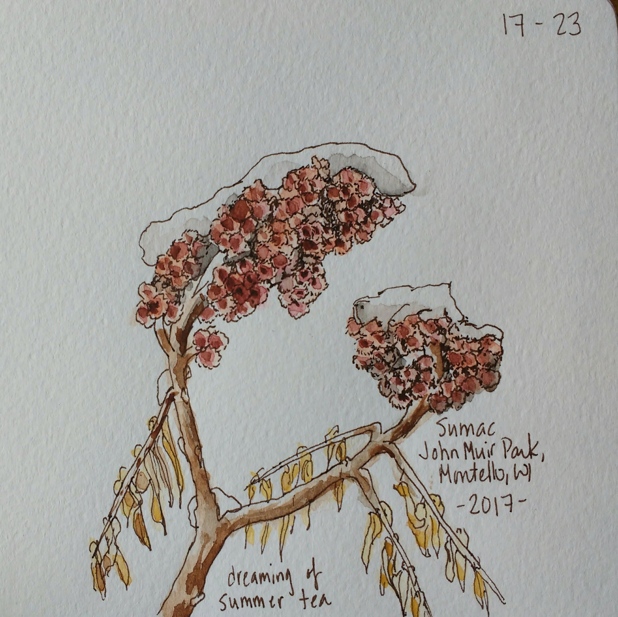 DO NOT USE WIHTOUT PERMISSION_CarolynByers_Sumac.jpg