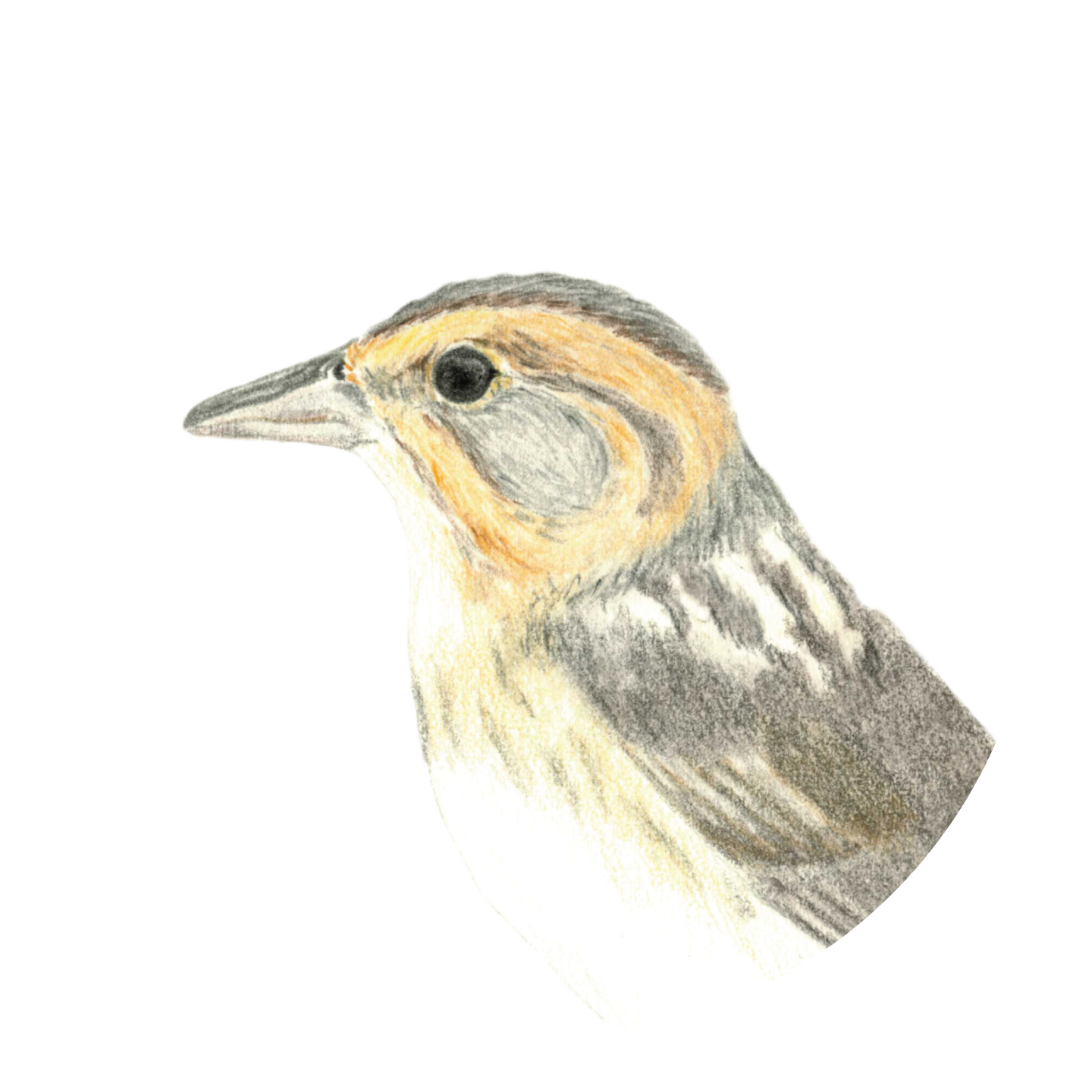 CarolynByers_DONOTUSEWITHOUTPERMISSION_Alterus_head.png