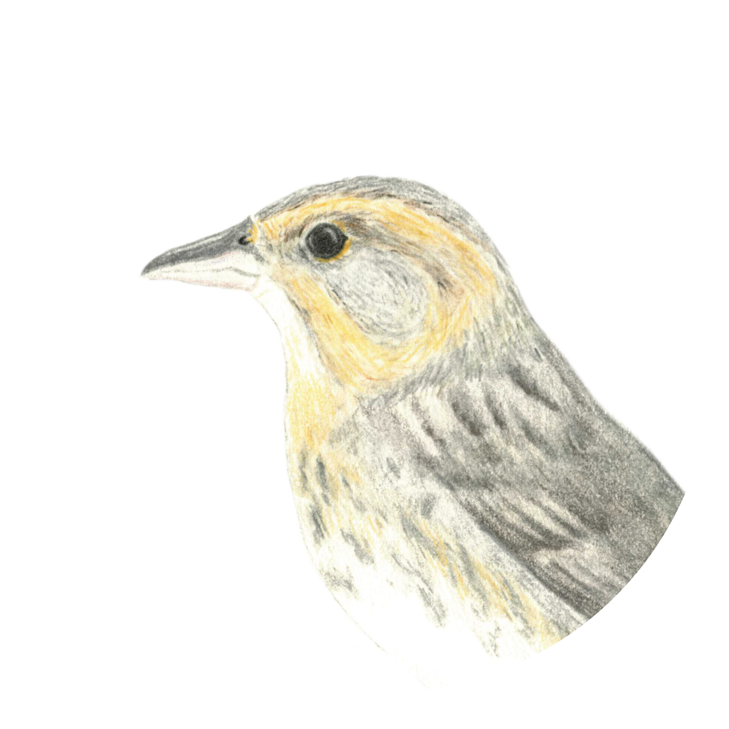 CarolynByers_DONOTUSEWITHOUTPERMISSION_Subvirgatus_head.png