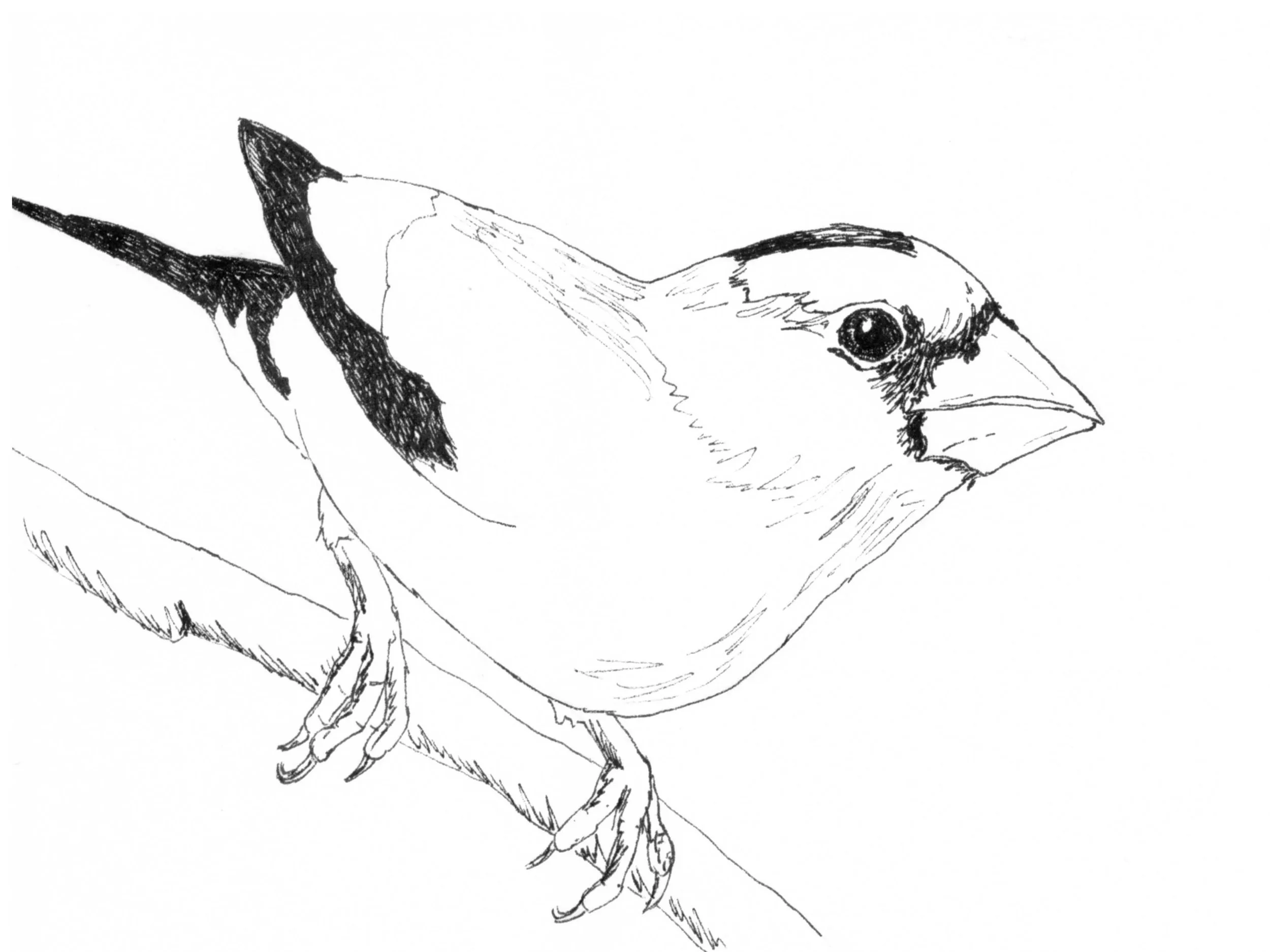 Evening Grosbeak_InkTober.jpg