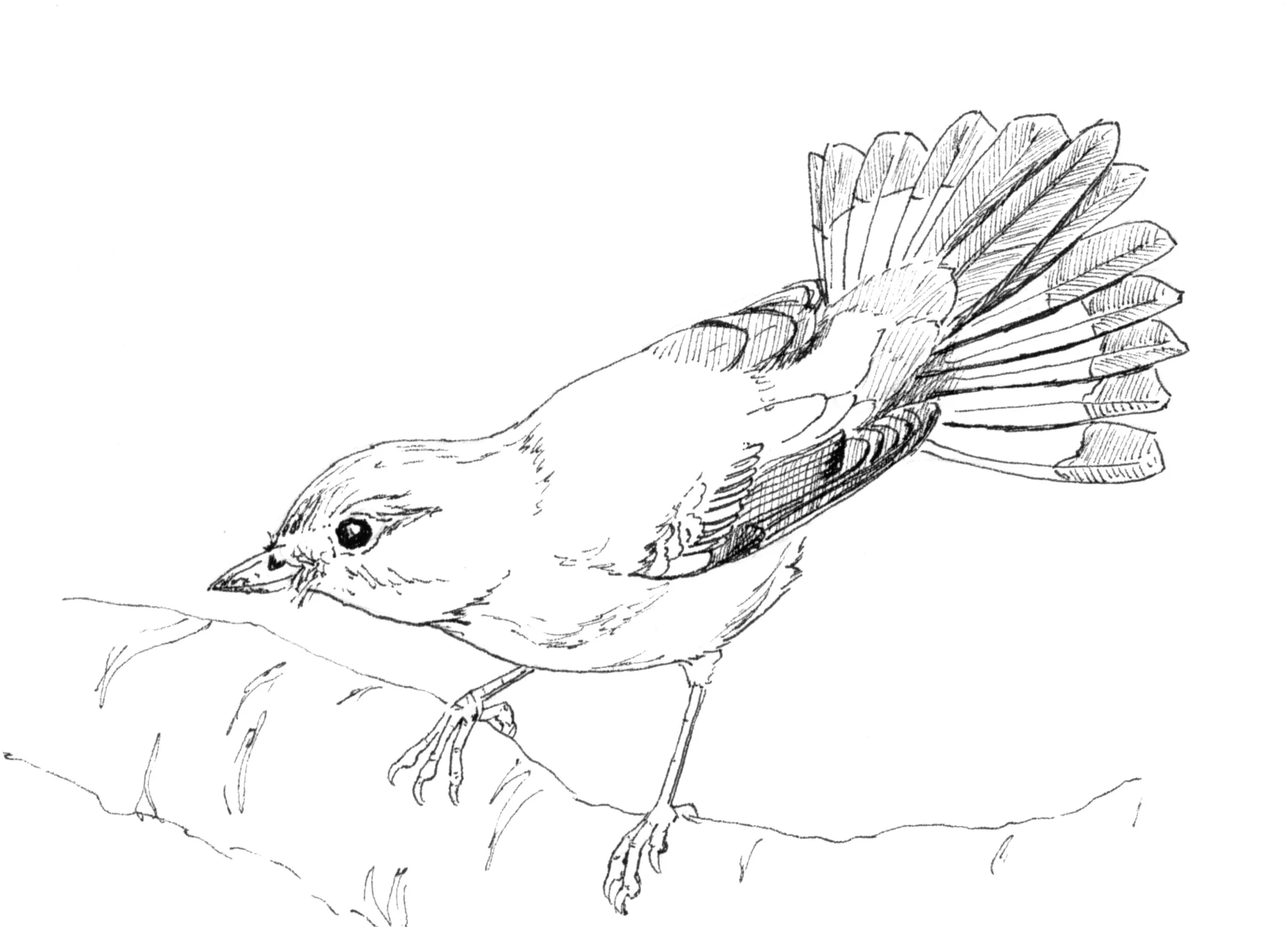 Female American Redstart InkTober.jpg