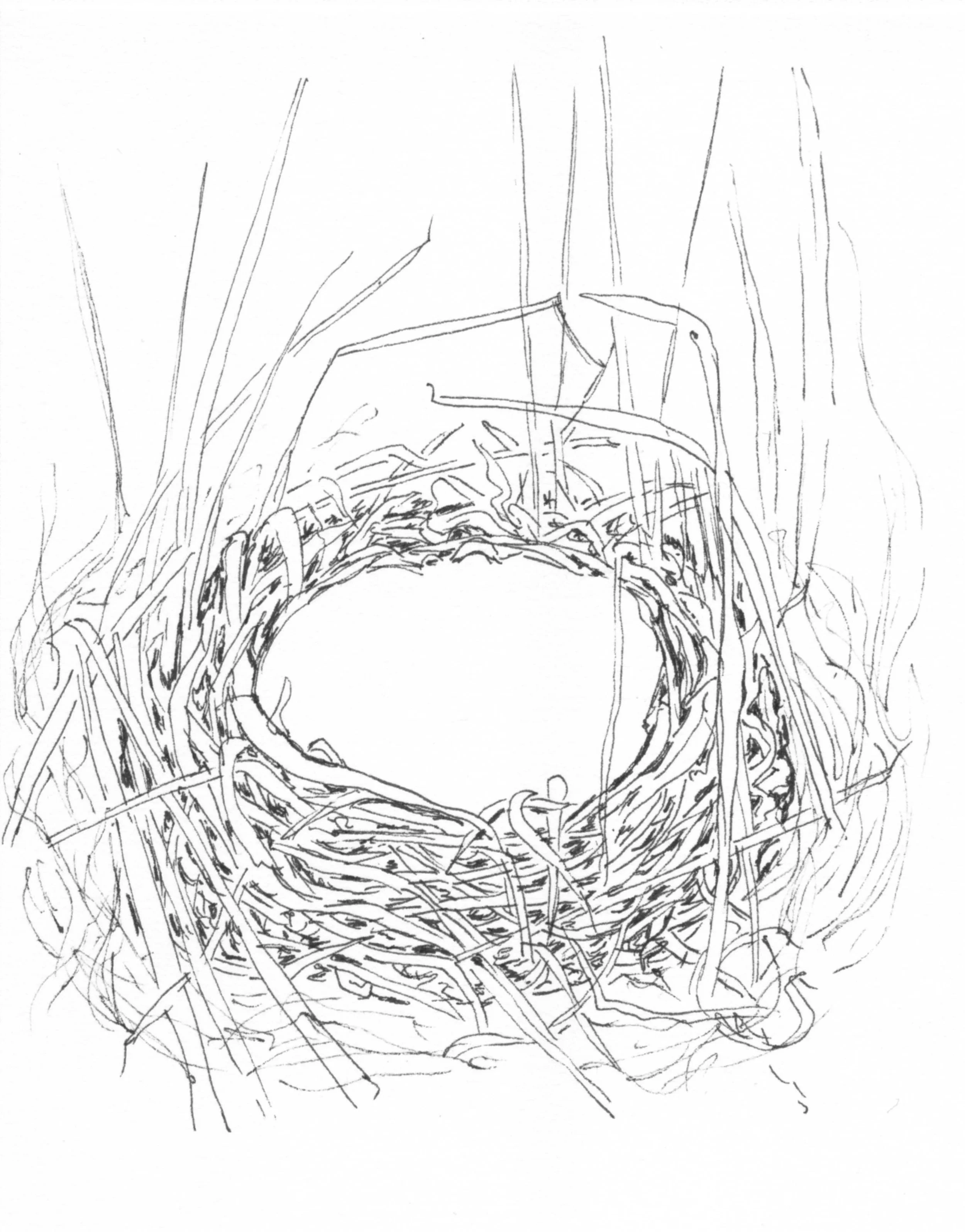 Henslow's Sparrow Nest.jpg