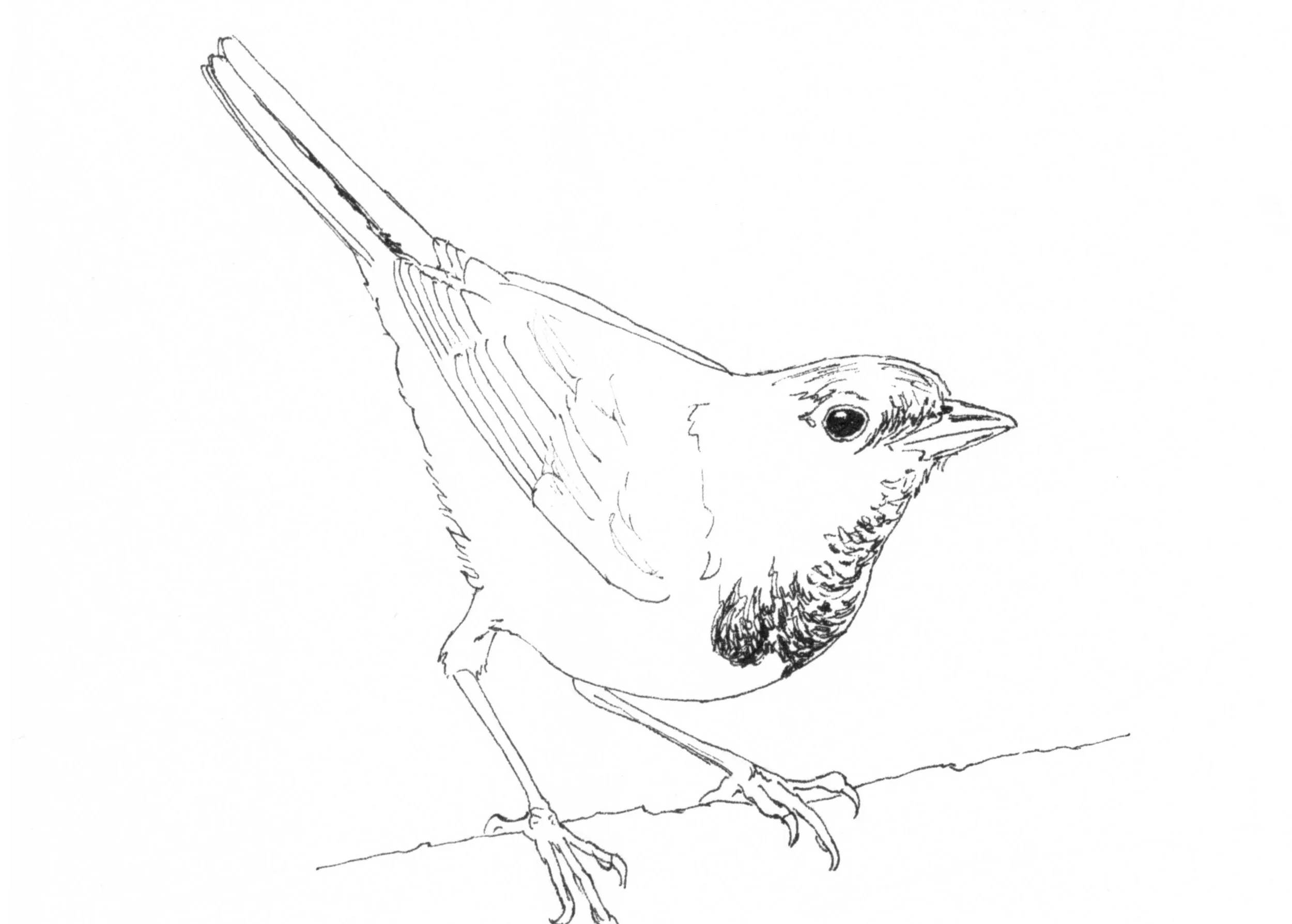 Mourning Warbler InkTober.jpg