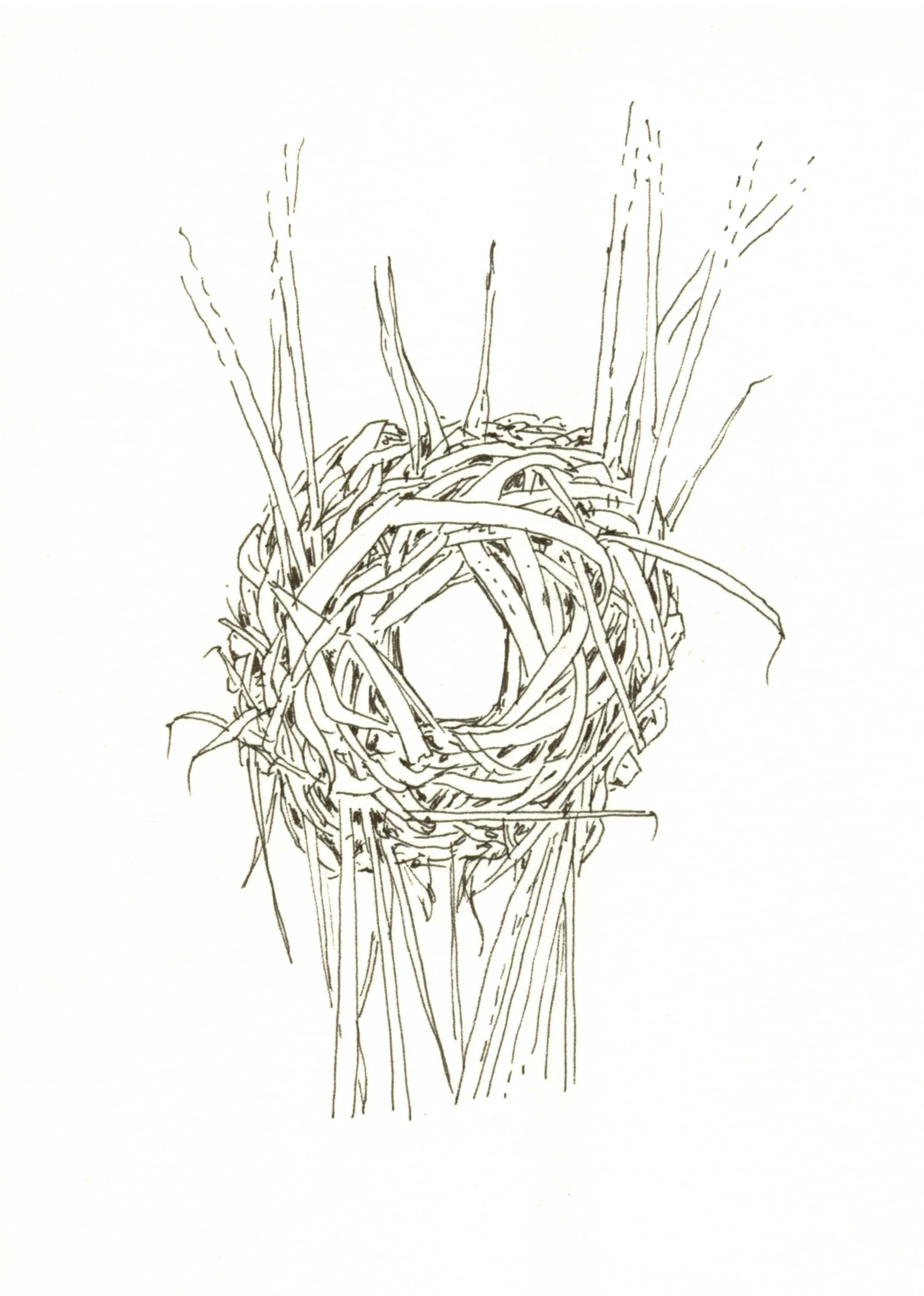 Sedge wren nest dark.jpg