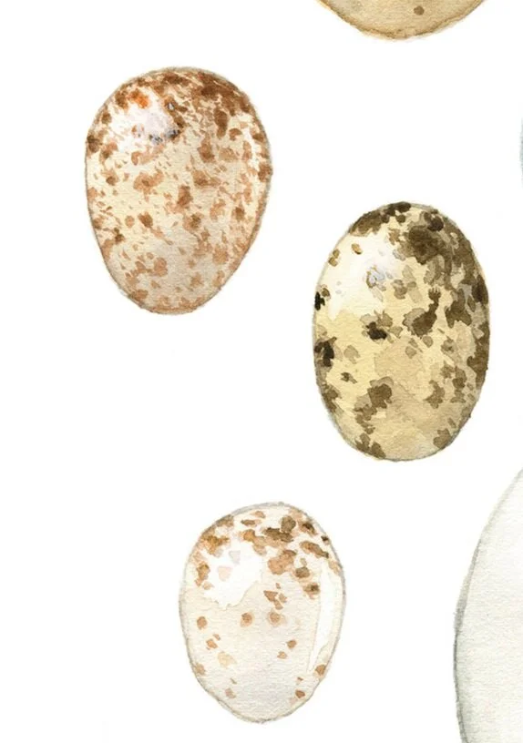 Speckled Bird Egg Identification