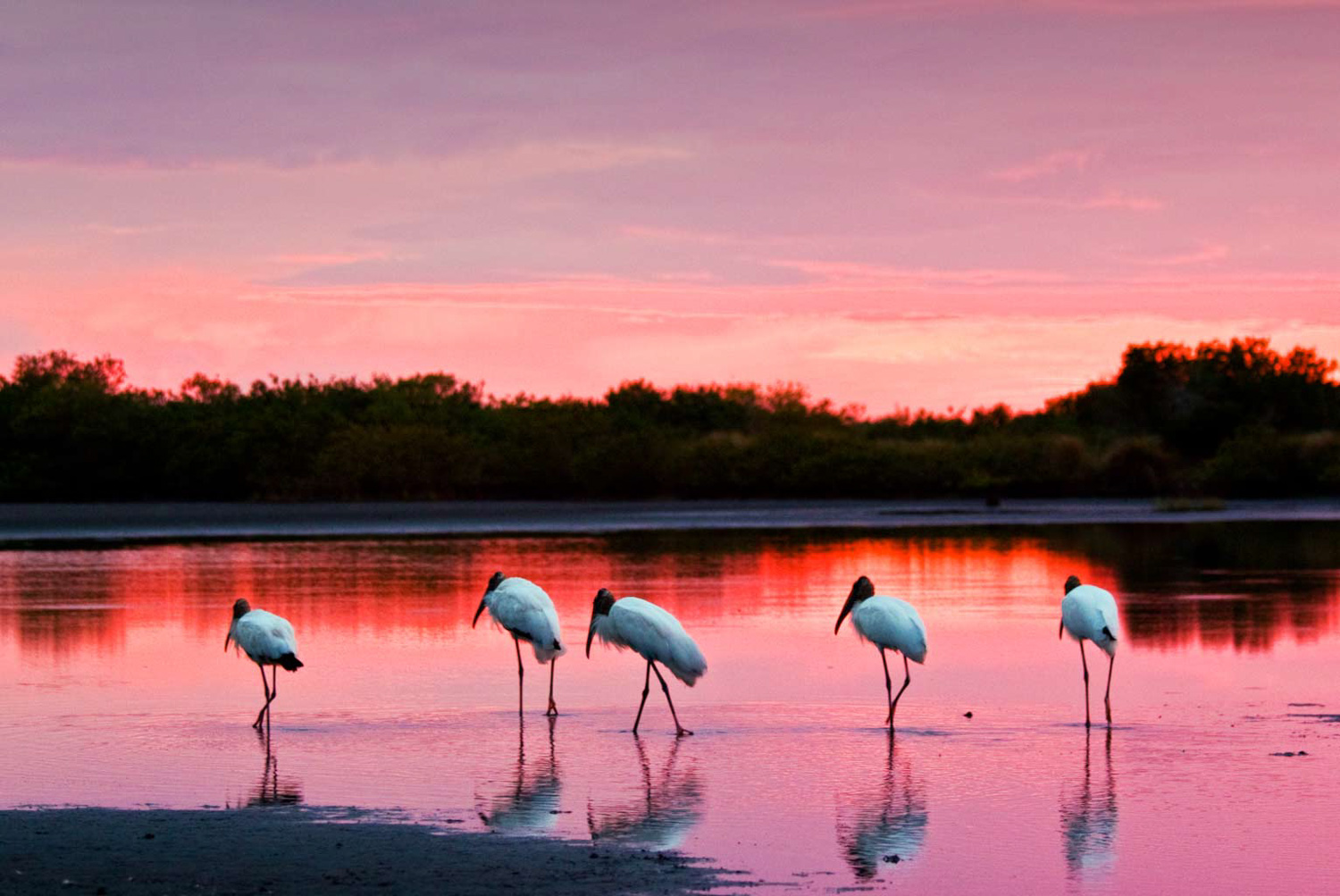 Wood Storks at Twilight