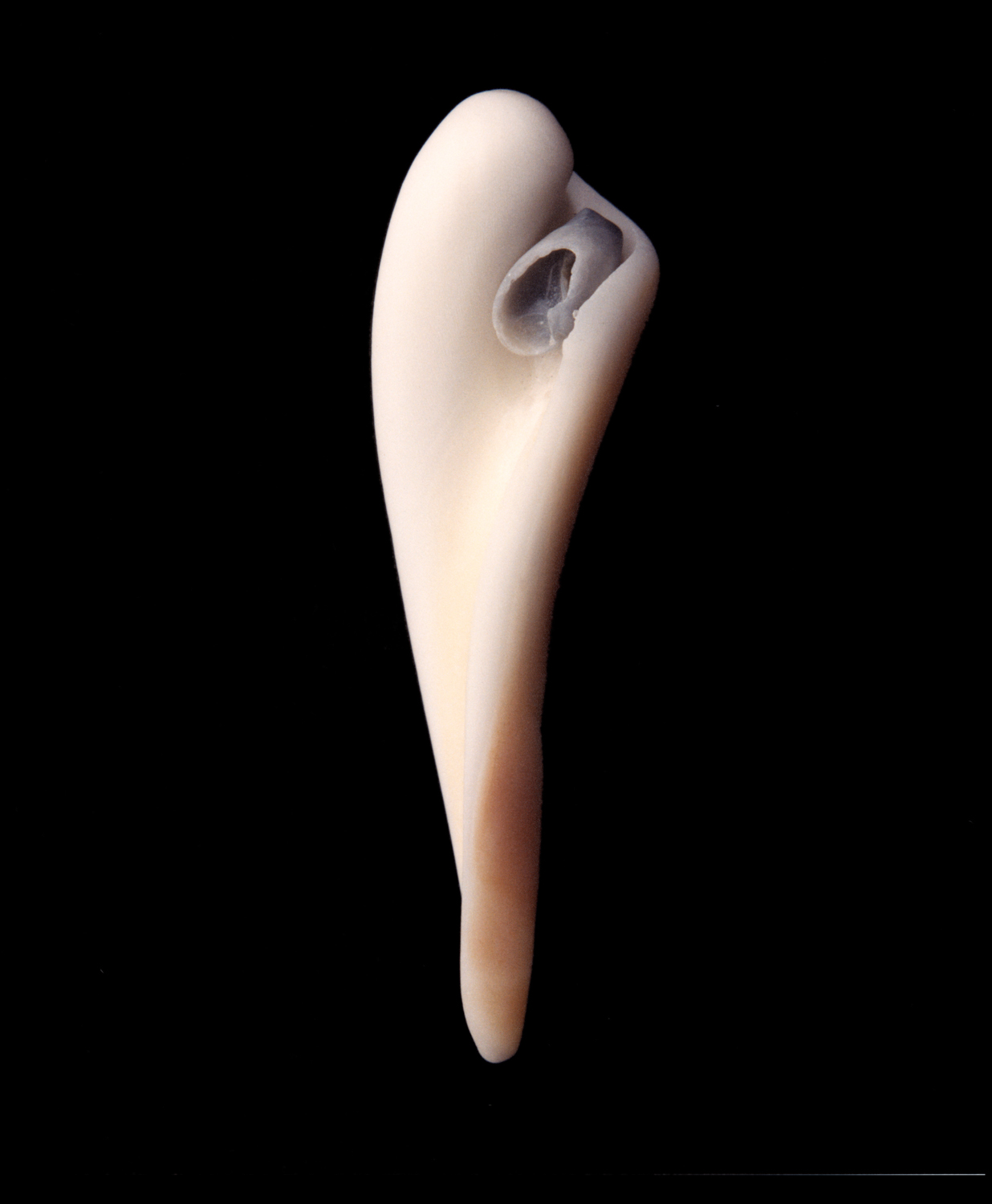 Madonna Shell