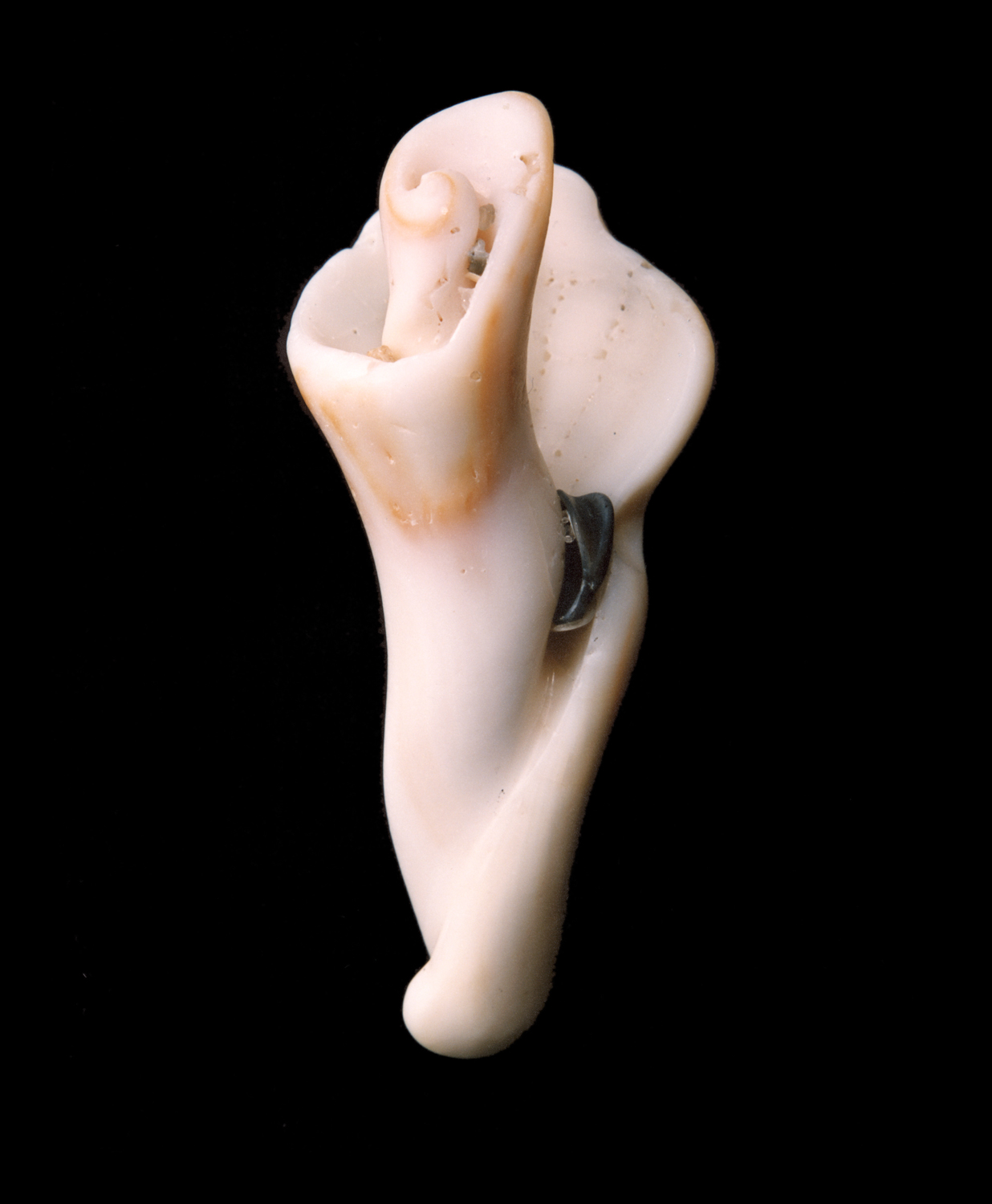 Harp Shell
