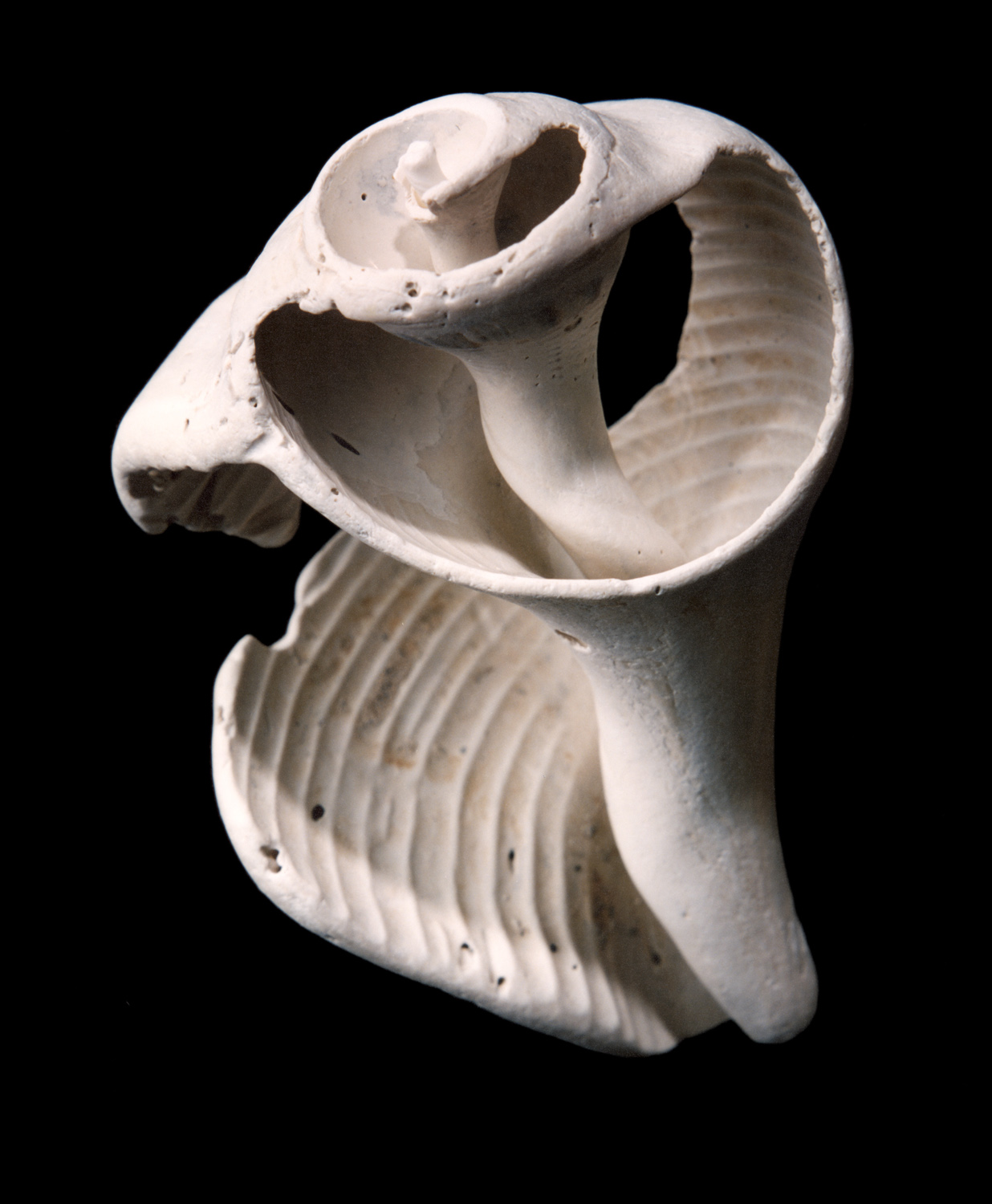 Ancient Shell
