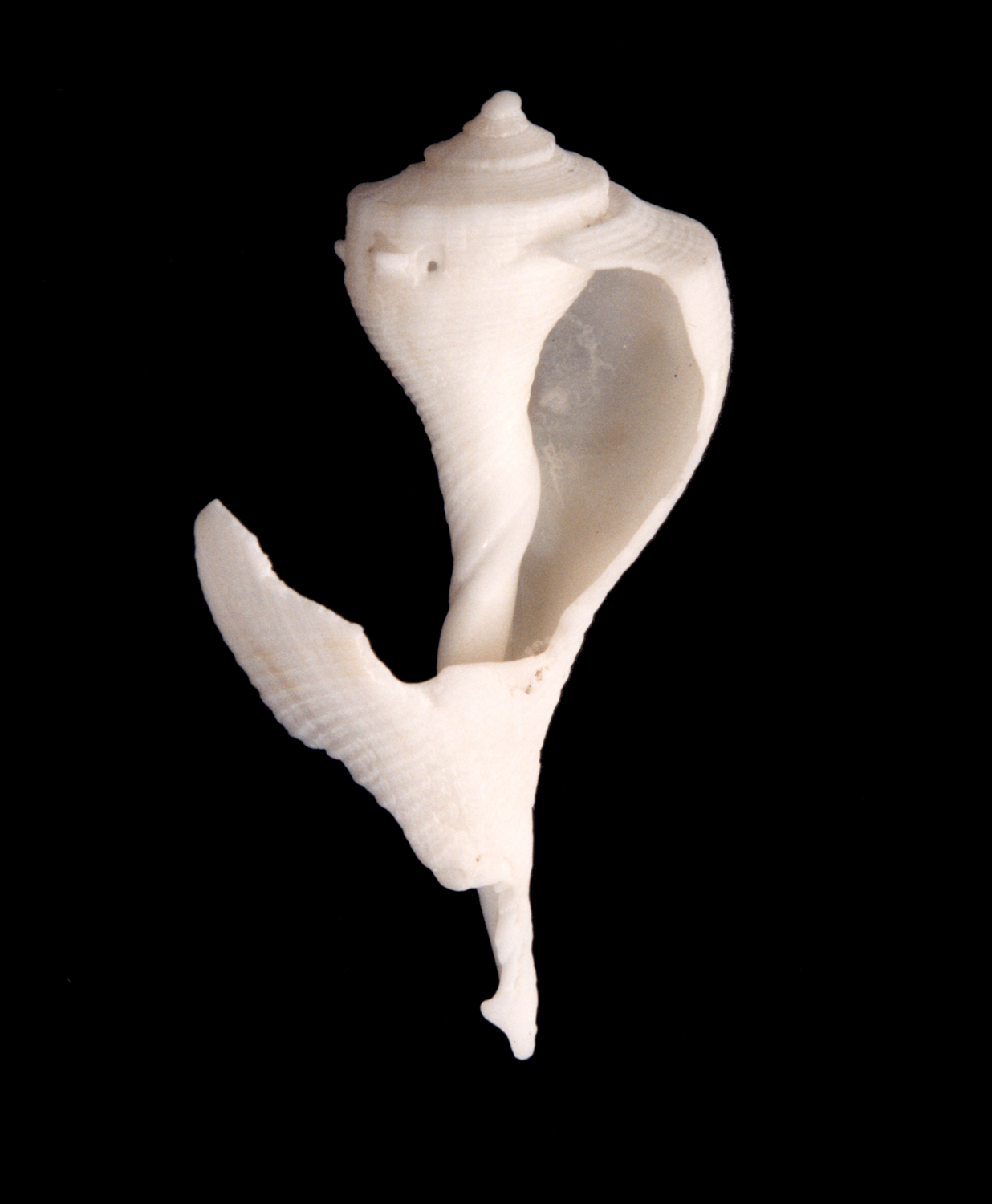Dancing Shell