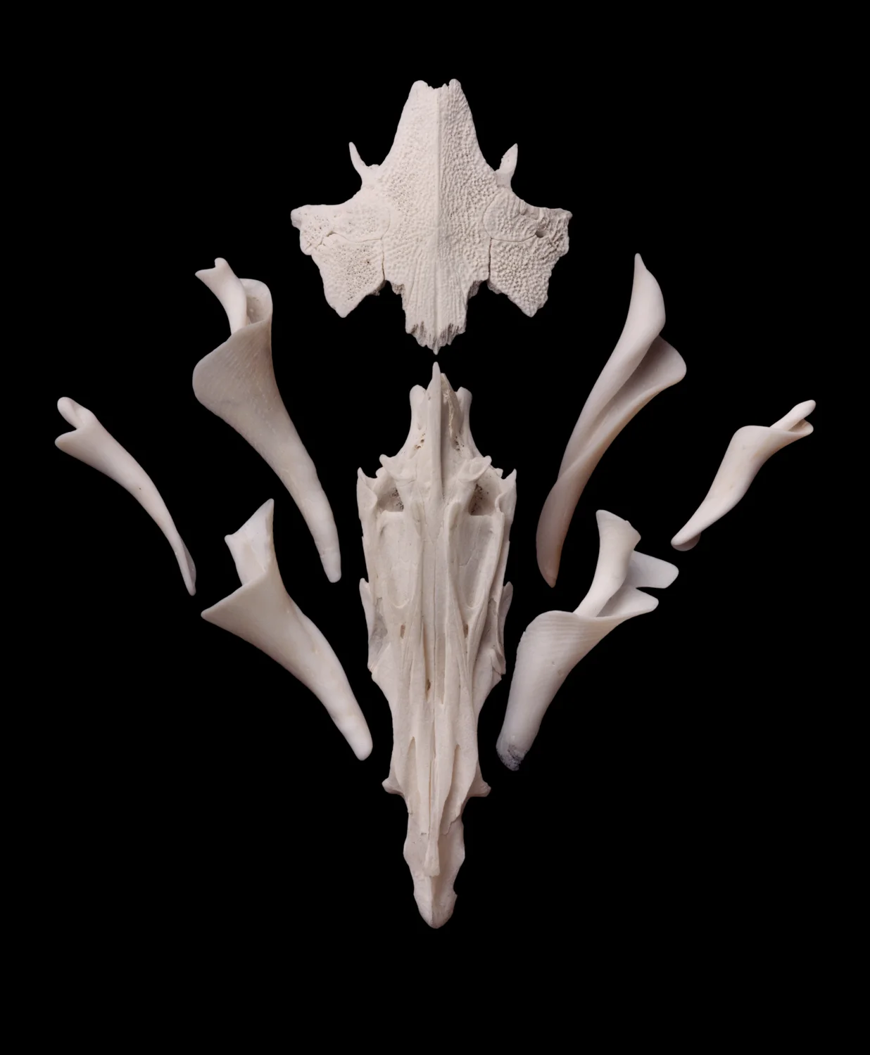 Casler_Shells_ShellBouquet_copy-2.jpg