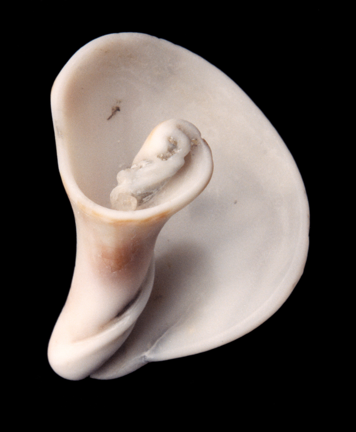 Twirl Shell