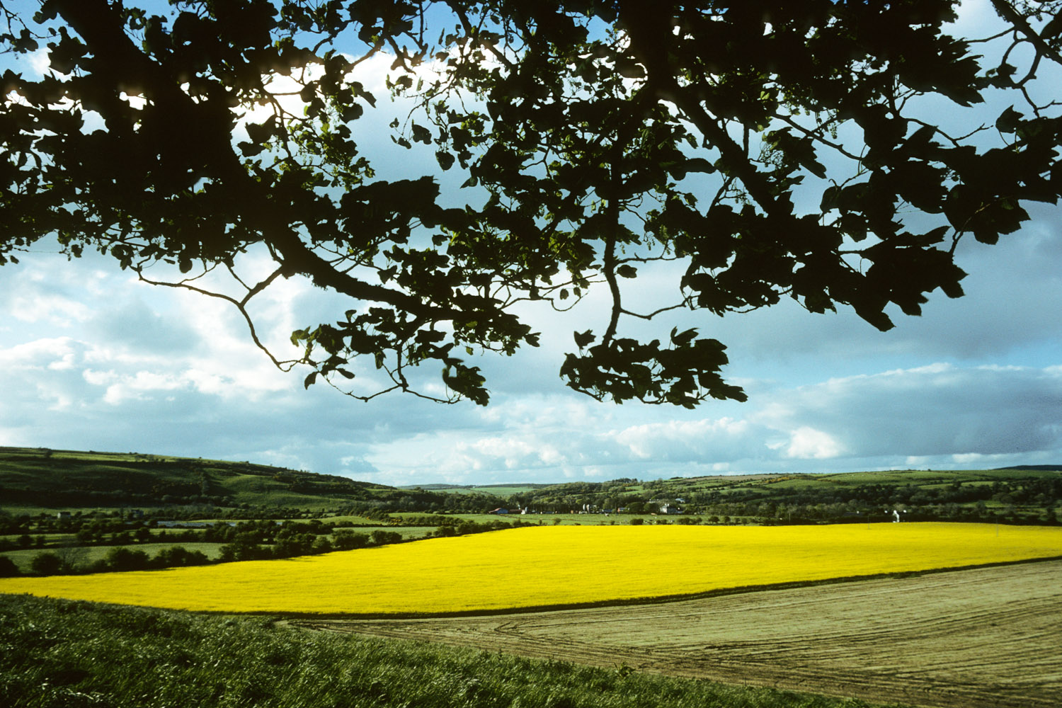 Casler_220506_16_33_Eire_RapeField_FC_161015.jpg
