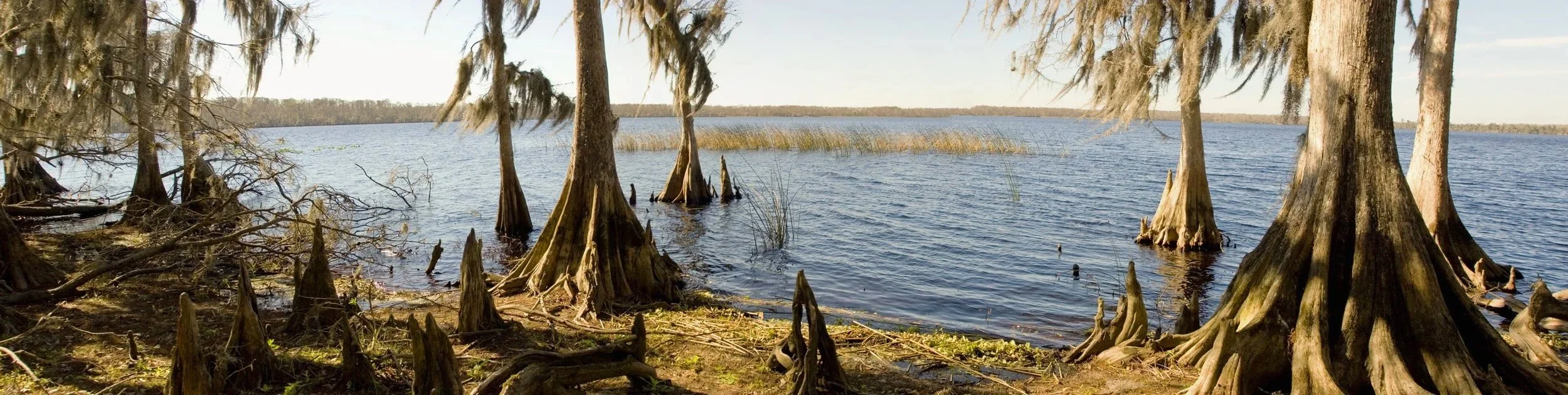 Cypresses In The Breeze