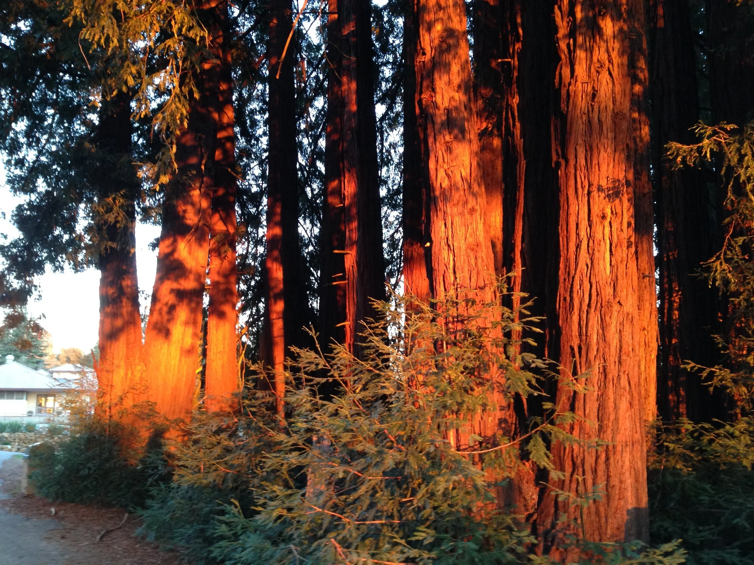 Mindfulness and Resilience Workshop