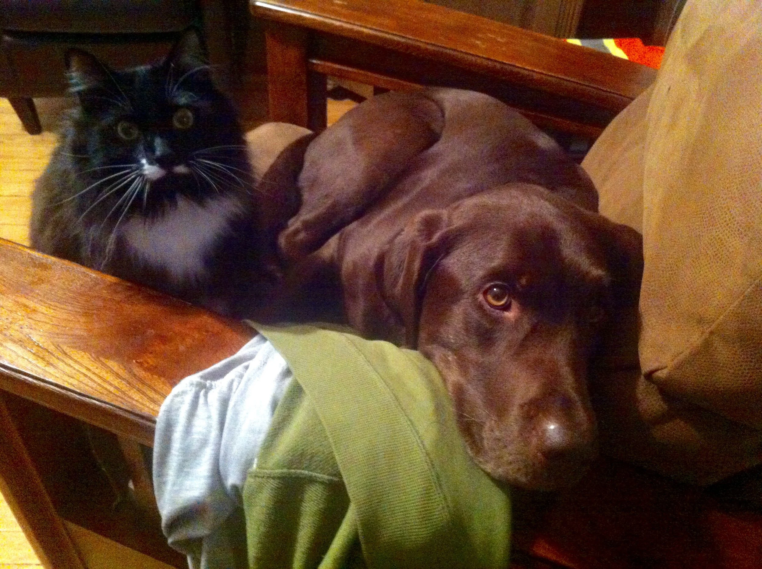 My cutie office colleagues, Scotch and Stogie.