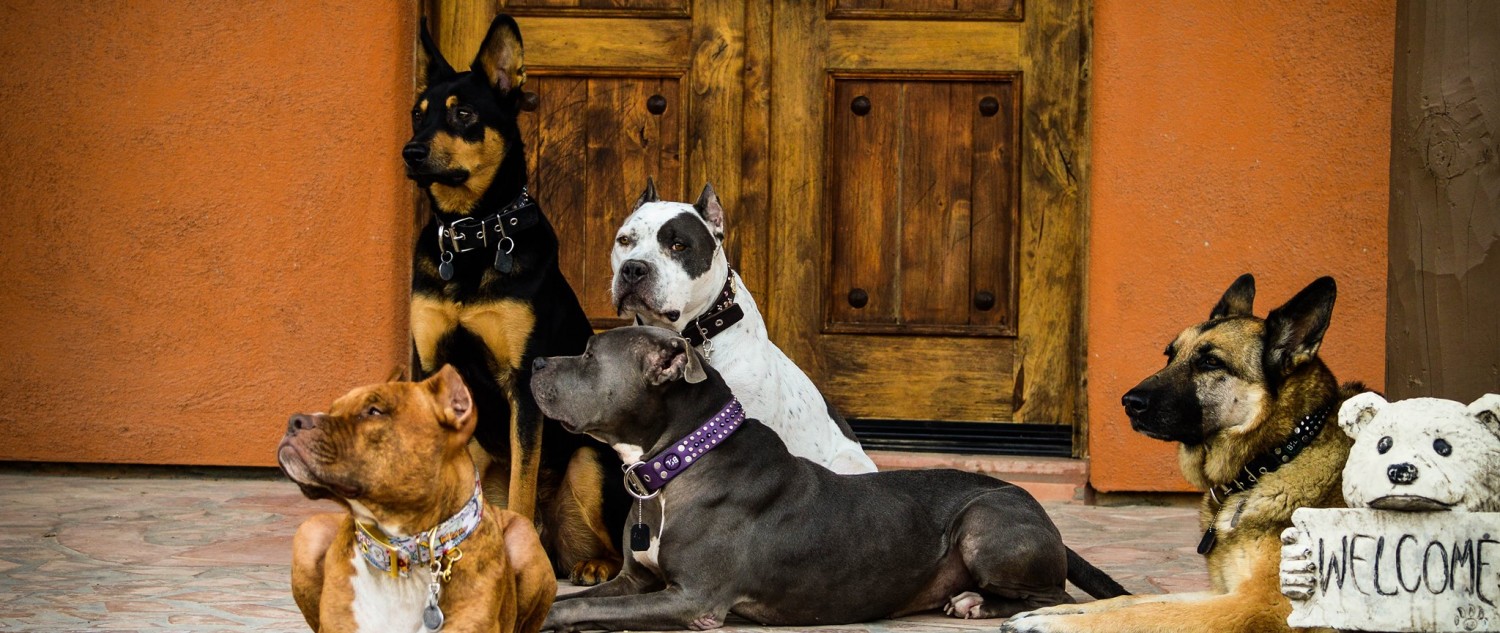 Dogs Behavin.jpg