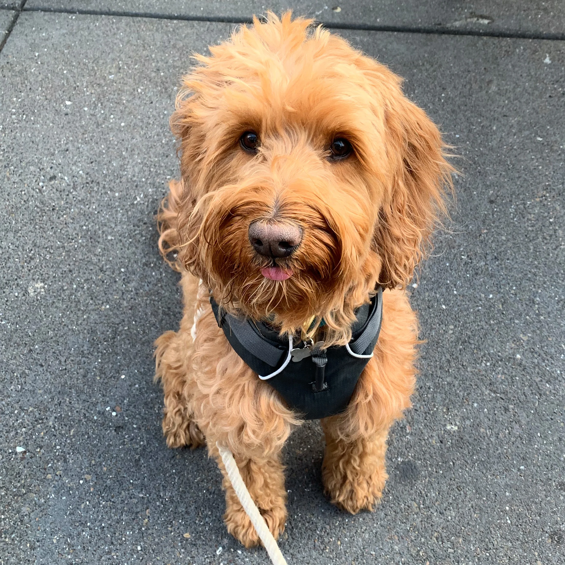 goldendoodle harness