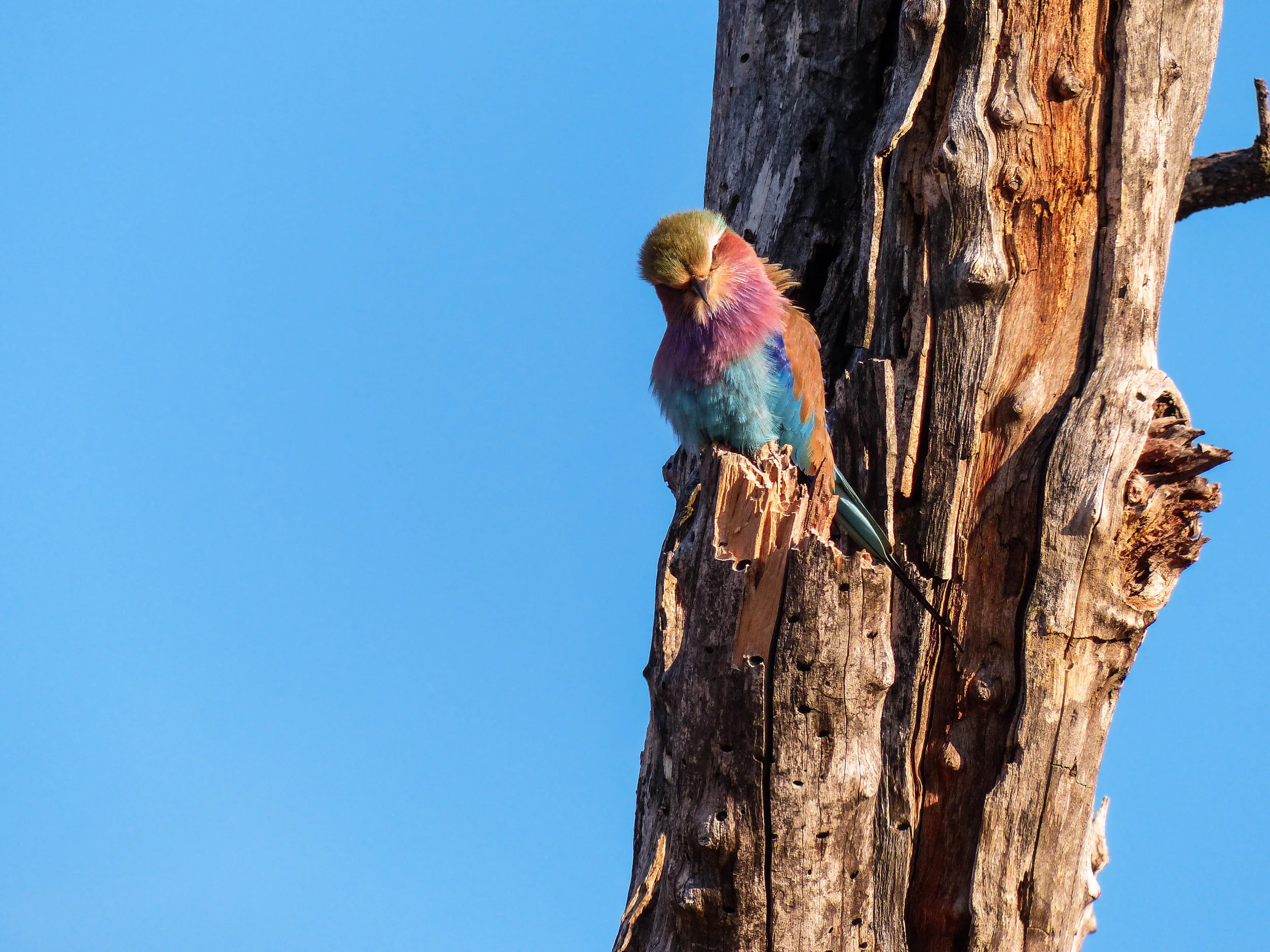Candy , Botswana, 2014
