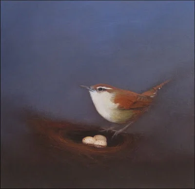 Carolina Wren and Nest.jpg