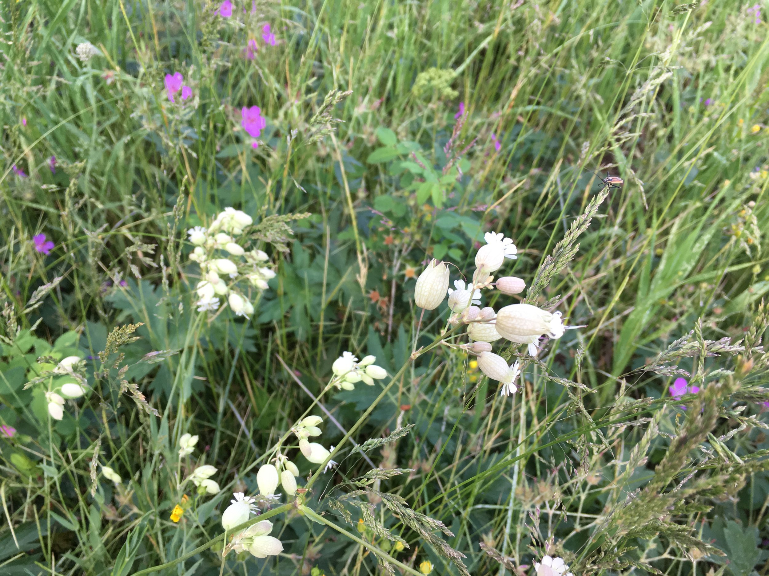 bladder campion11.JPG