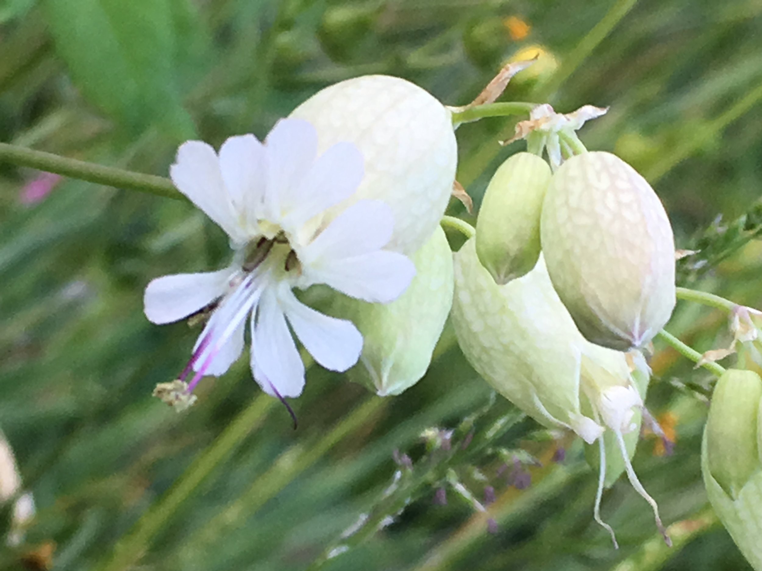 bladder campion1.JPG