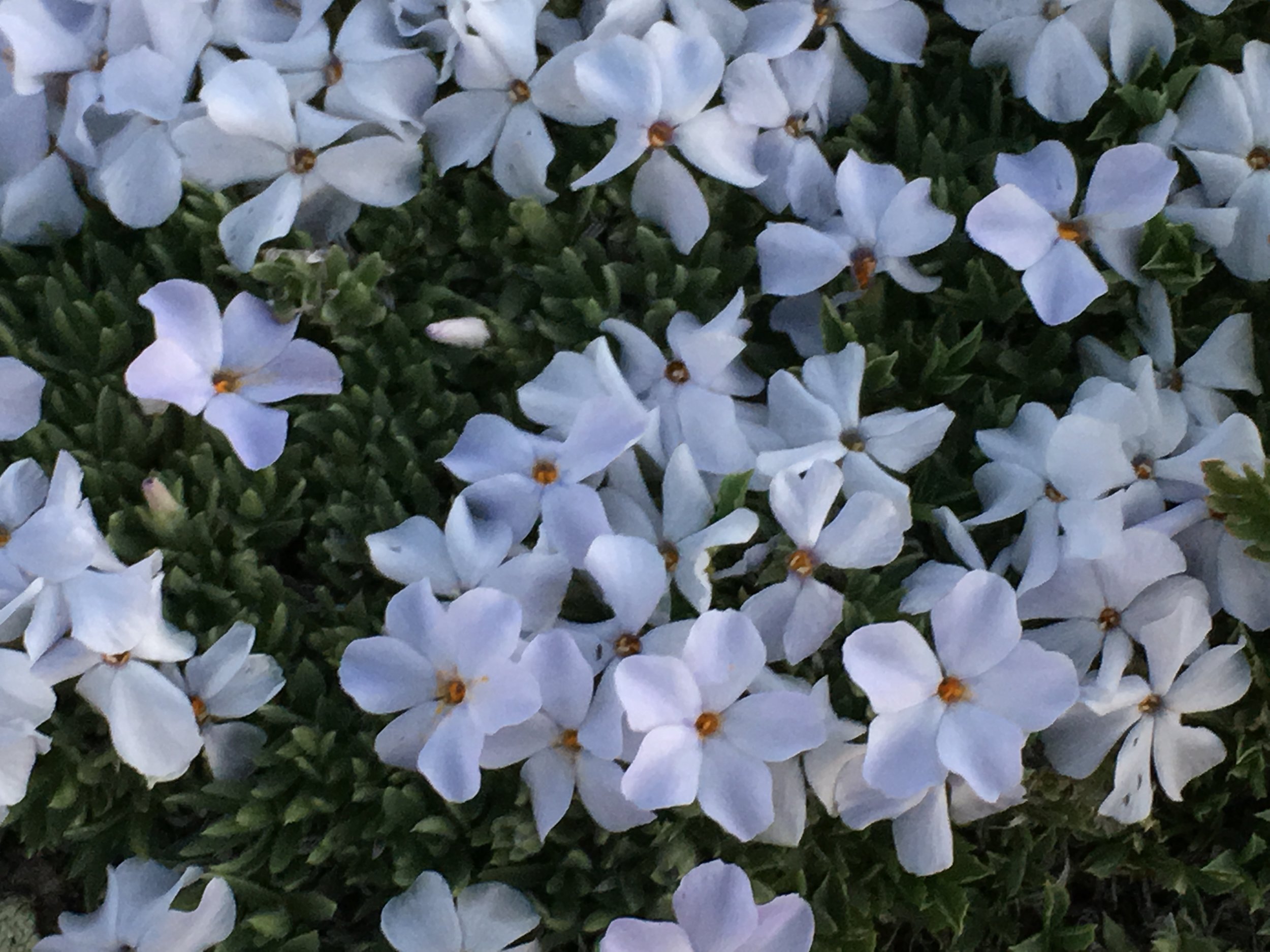 cushion phlox1.JPG