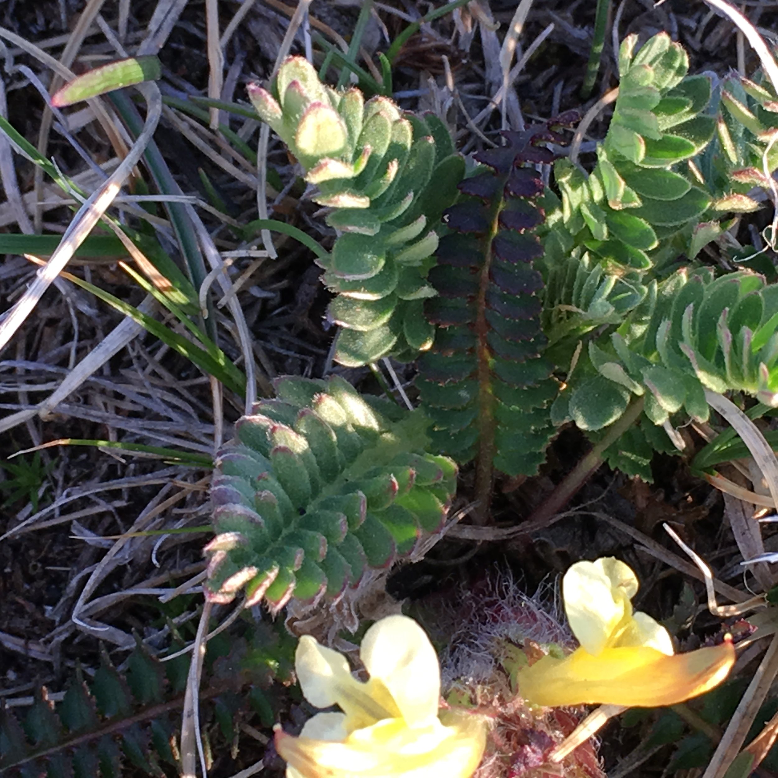 Parrys lousewort3.JPG