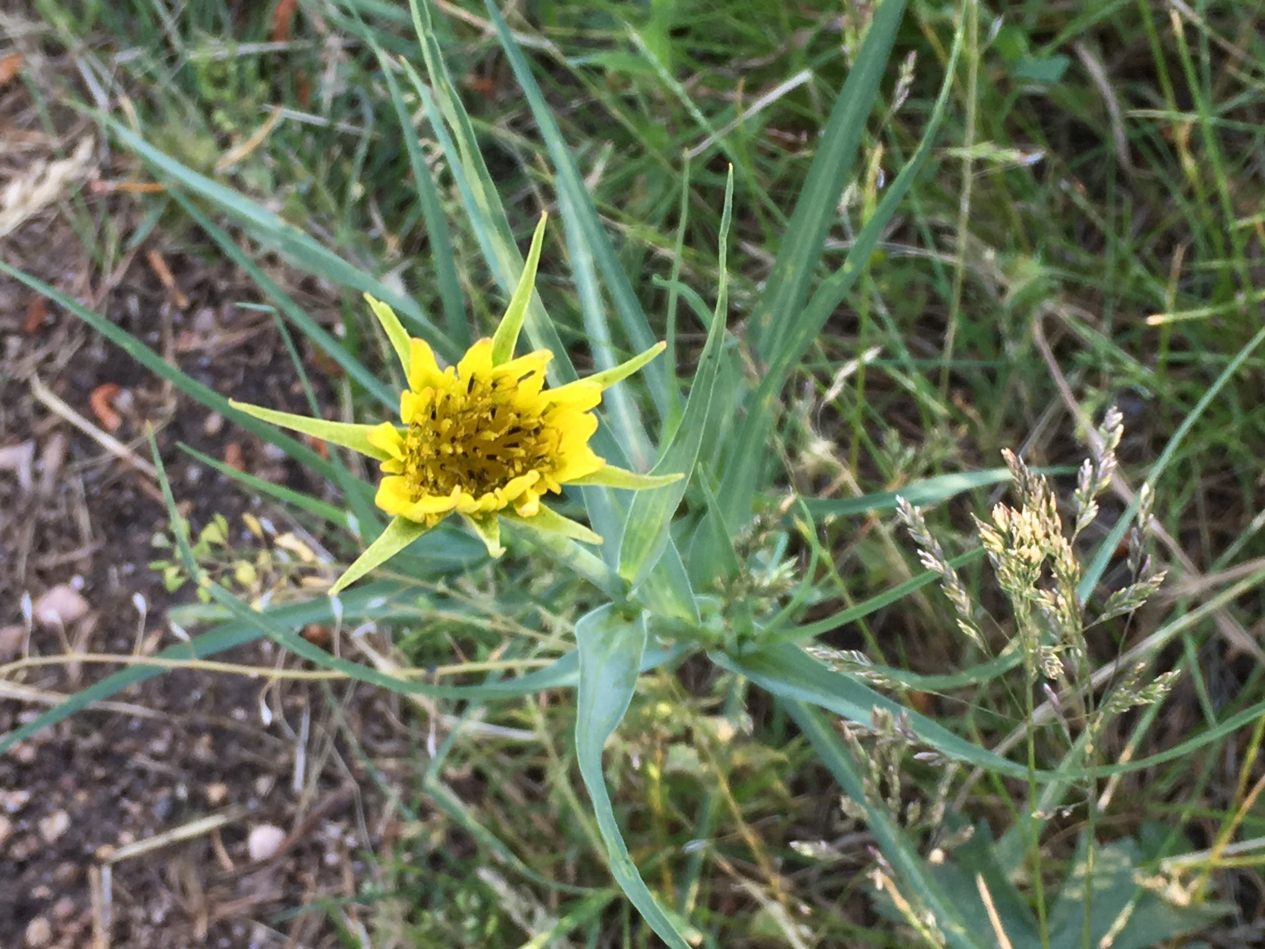 meadow goats-beard1.JPG