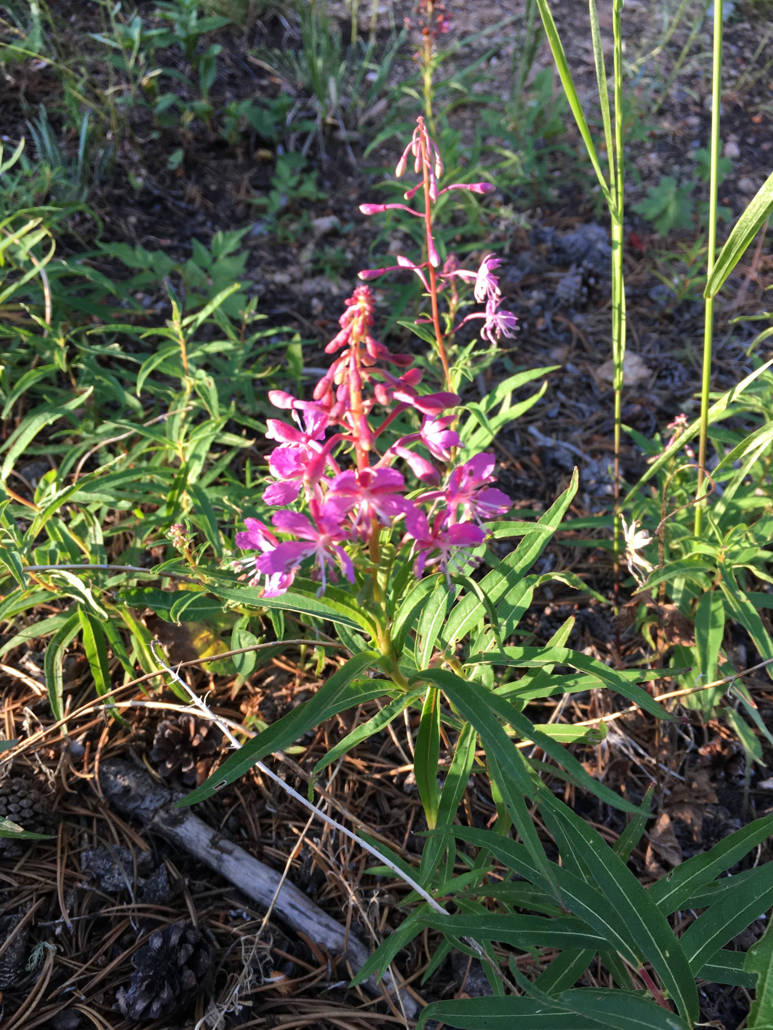 fireweed1.JPG