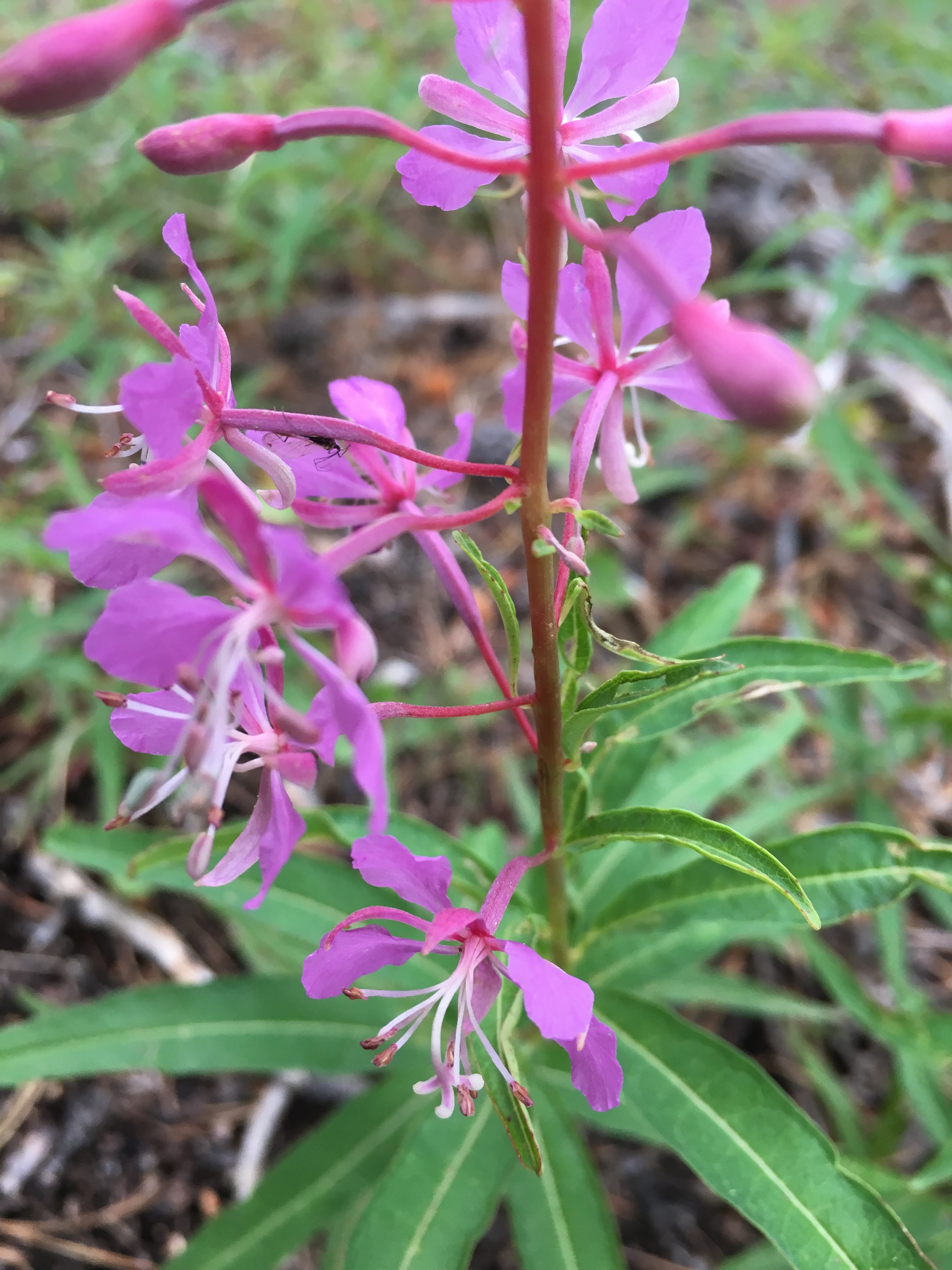 fireweed3.JPG