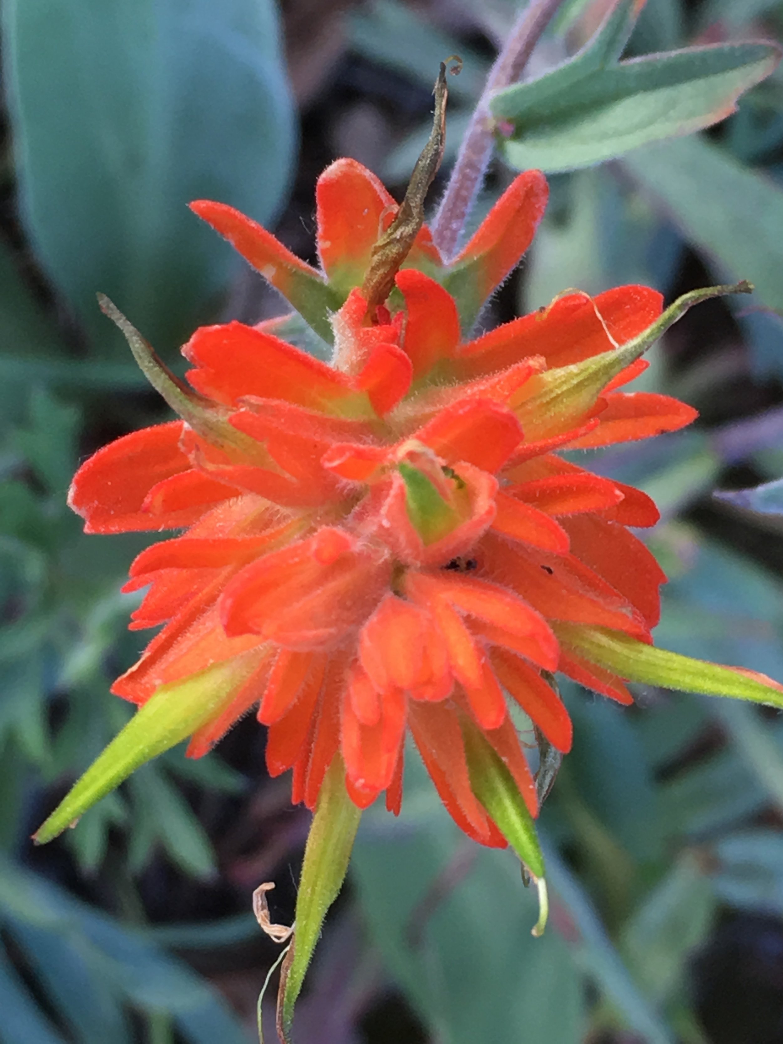 Rocky Mtn Paintbrush2.JPG