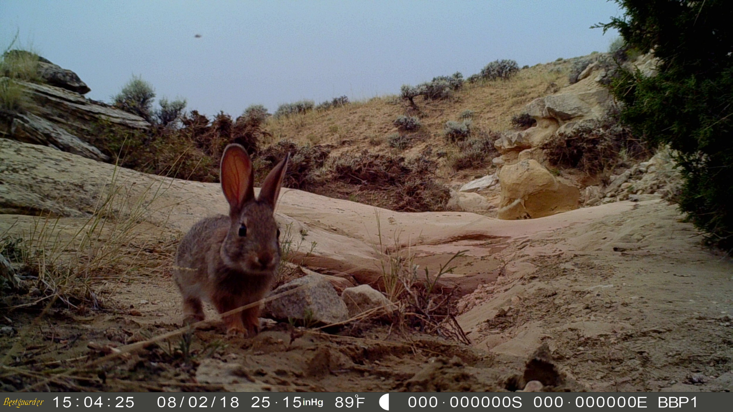 Image by BBPI Trail Cam