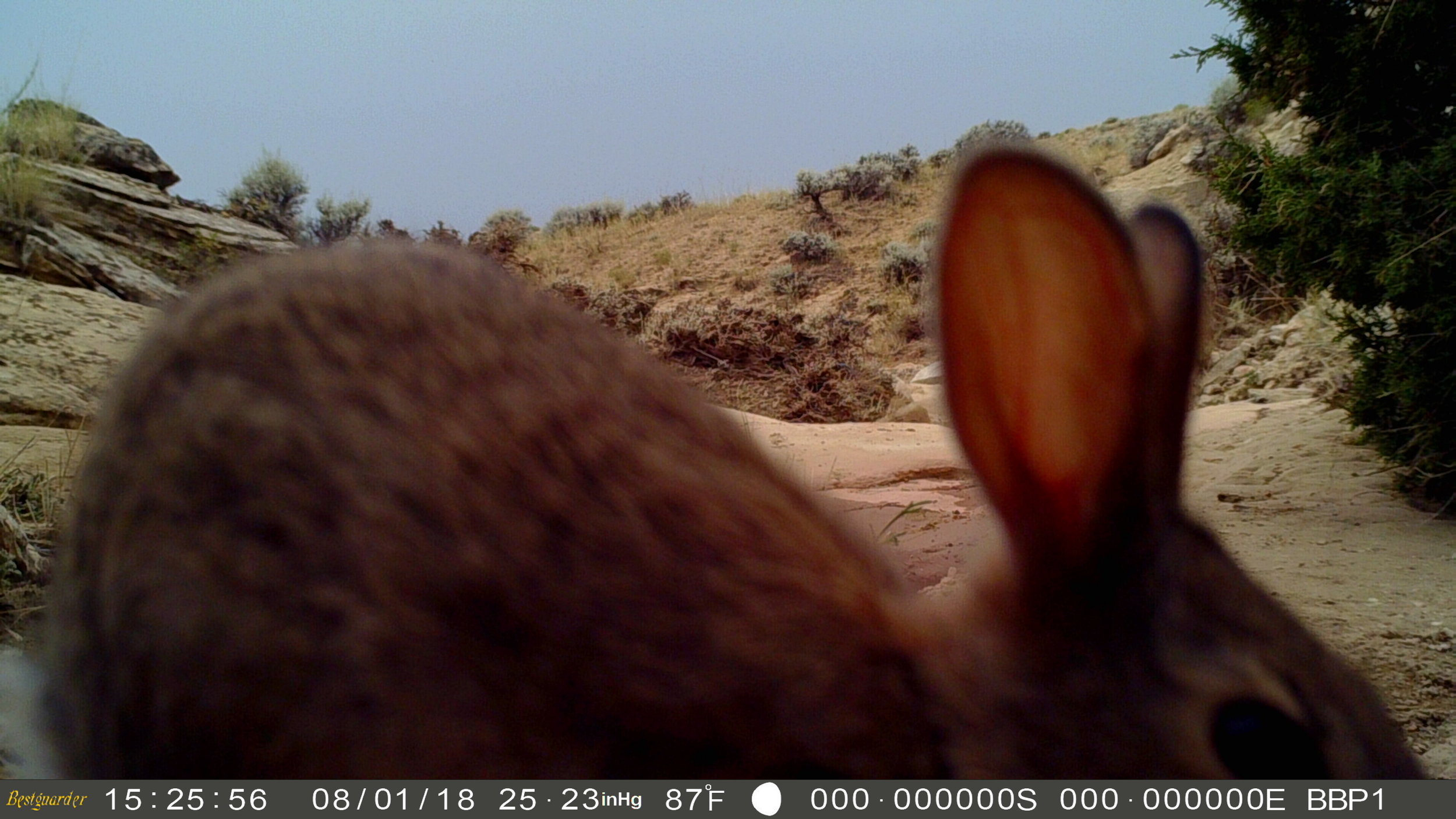 Image by BBPI Trail Cam