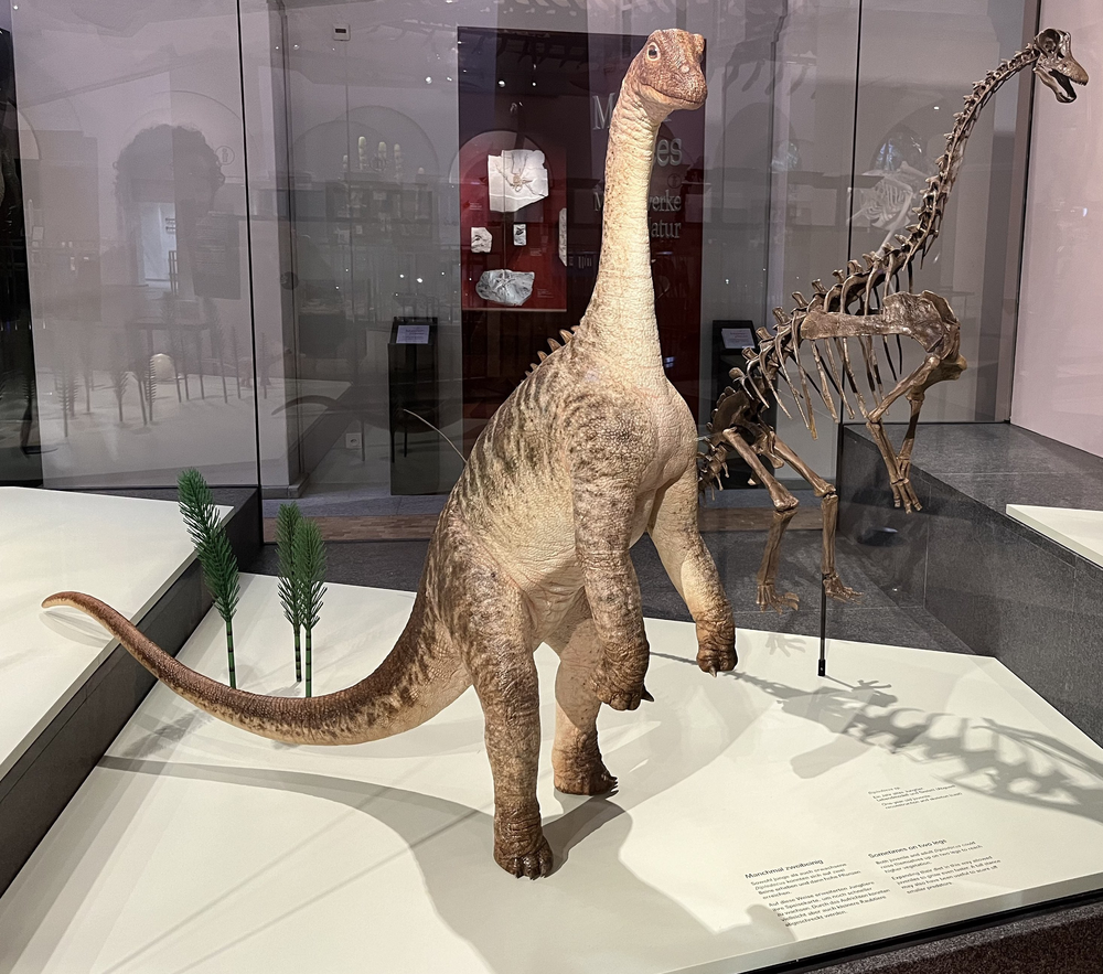 In search of rearing mounted sauropod skeletons | Sauropod Vertebra ...