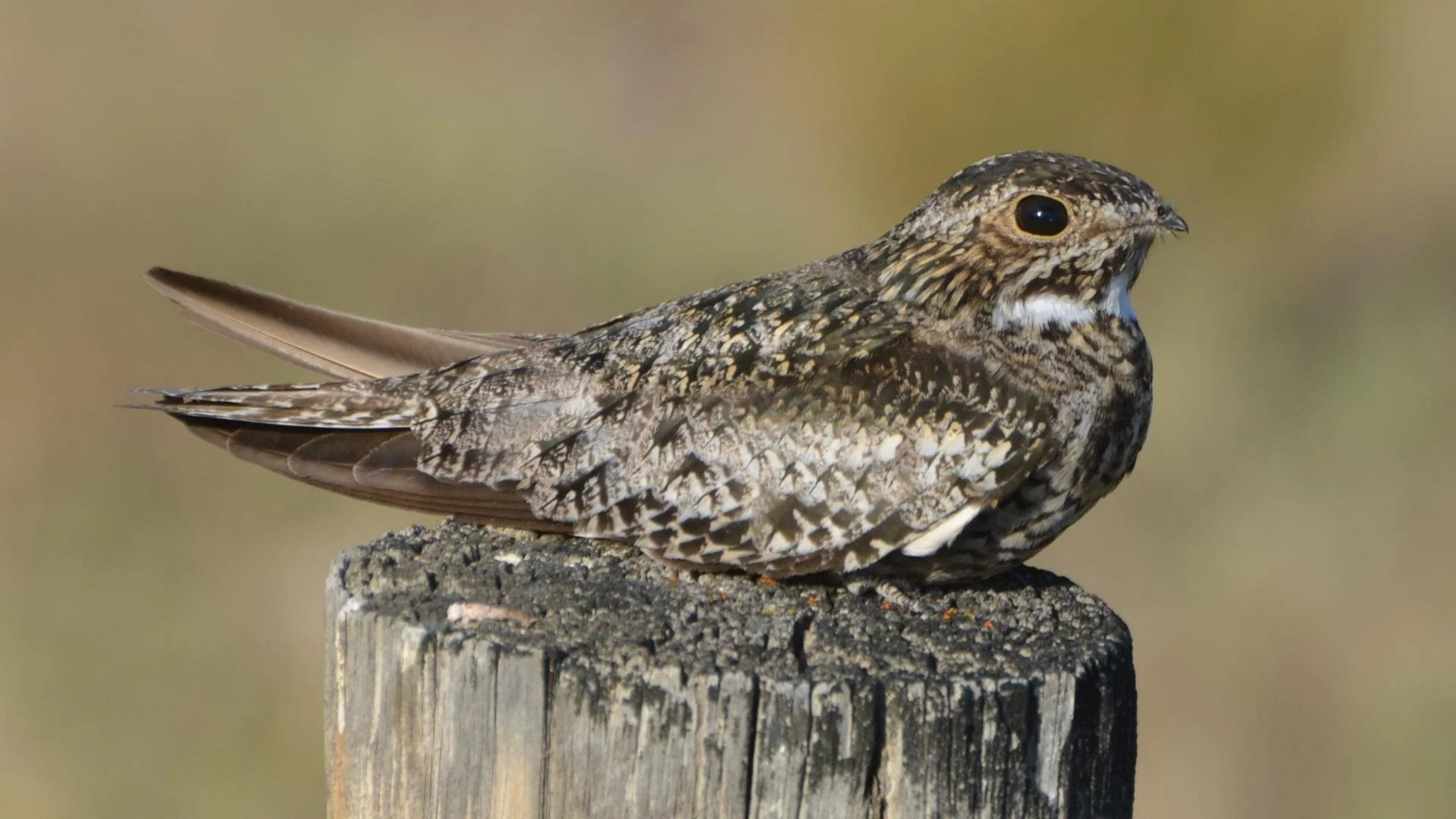 Of Nighthawks & Memories — Elevation Science Institute